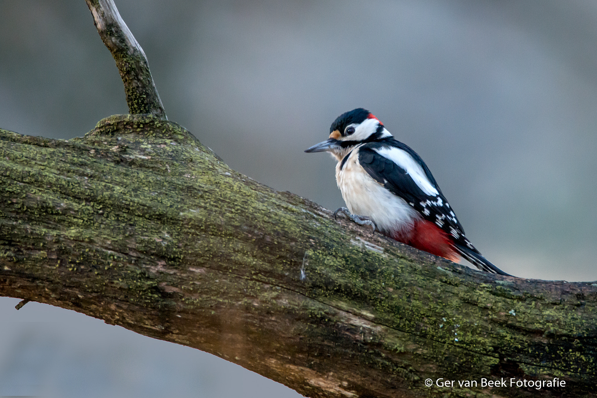 Nikon D610 + Sigma 150-600mm F5-6.3 DG OS HSM | C sample photo. Great spotted woodpecker photography