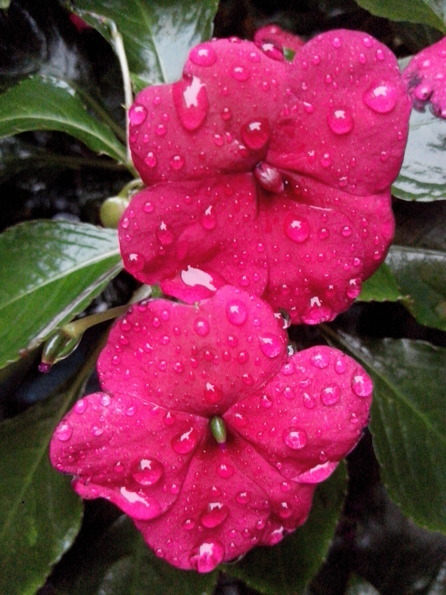 Motorola RAZR D3 sample photo. Gotas y color photography