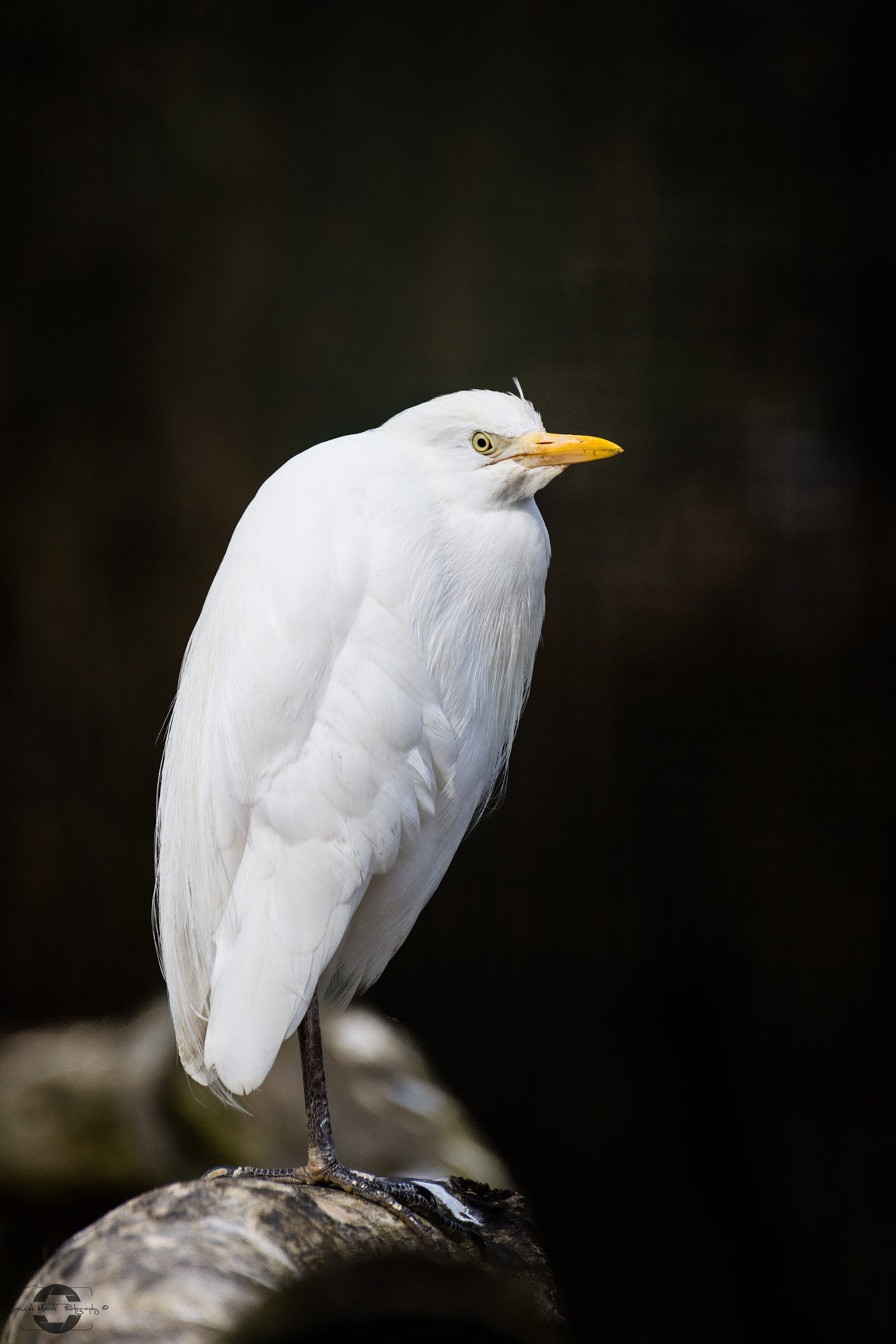 Nikon D7200 sample photo