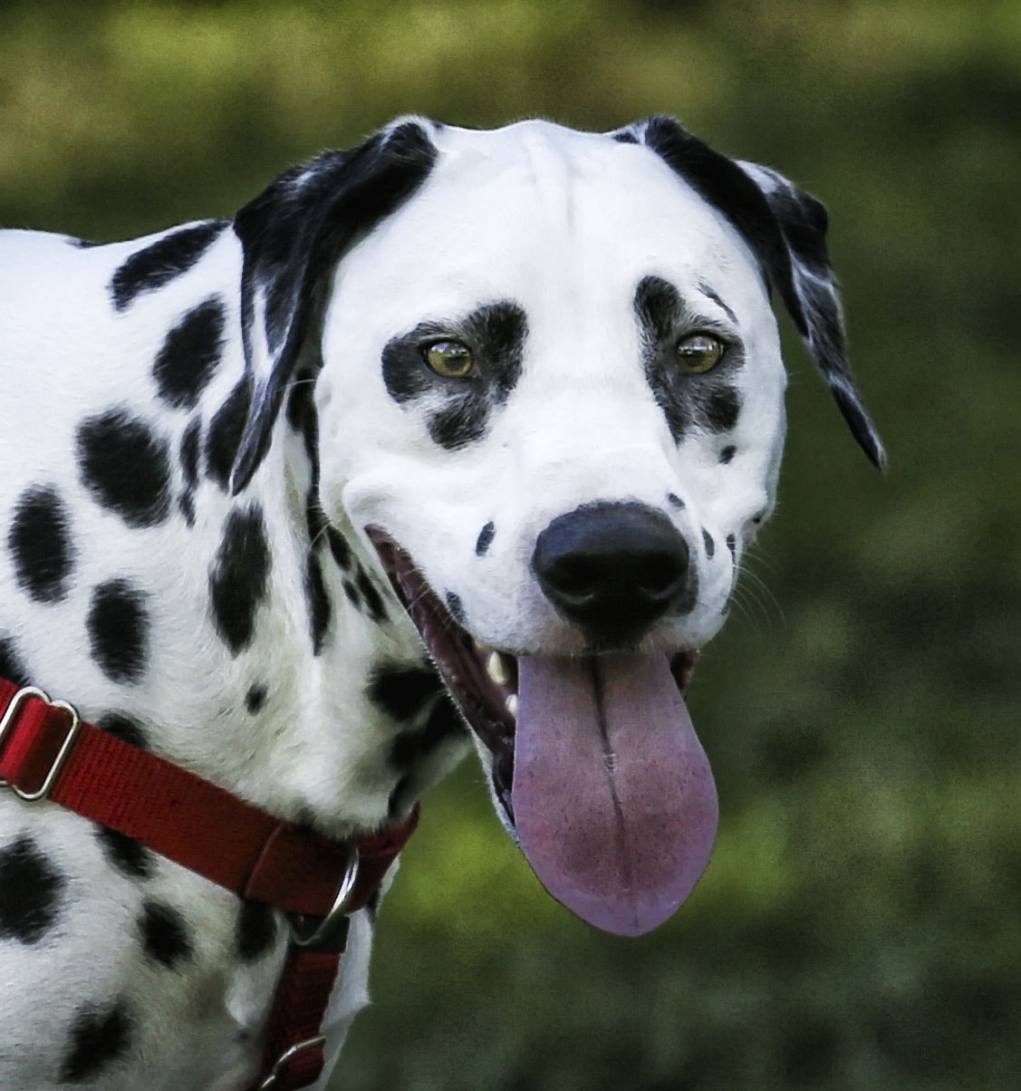 Canon EF 70-300mm F4-5.6L IS USM sample photo. Dalmatian photography