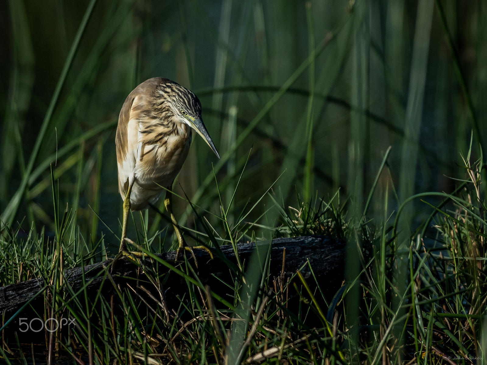 Nikon AF-S Nikkor 300mm F2.8G ED-IF VR sample photo. Squacco heron moremi np botswana photography