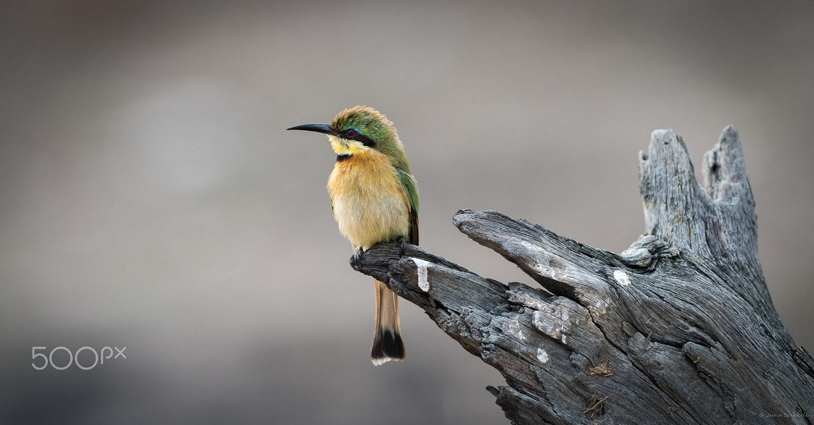 Nikon AF-S Nikkor 300mm F2.8G ED-IF VR sample photo. Bee eater chobe np botswana photography