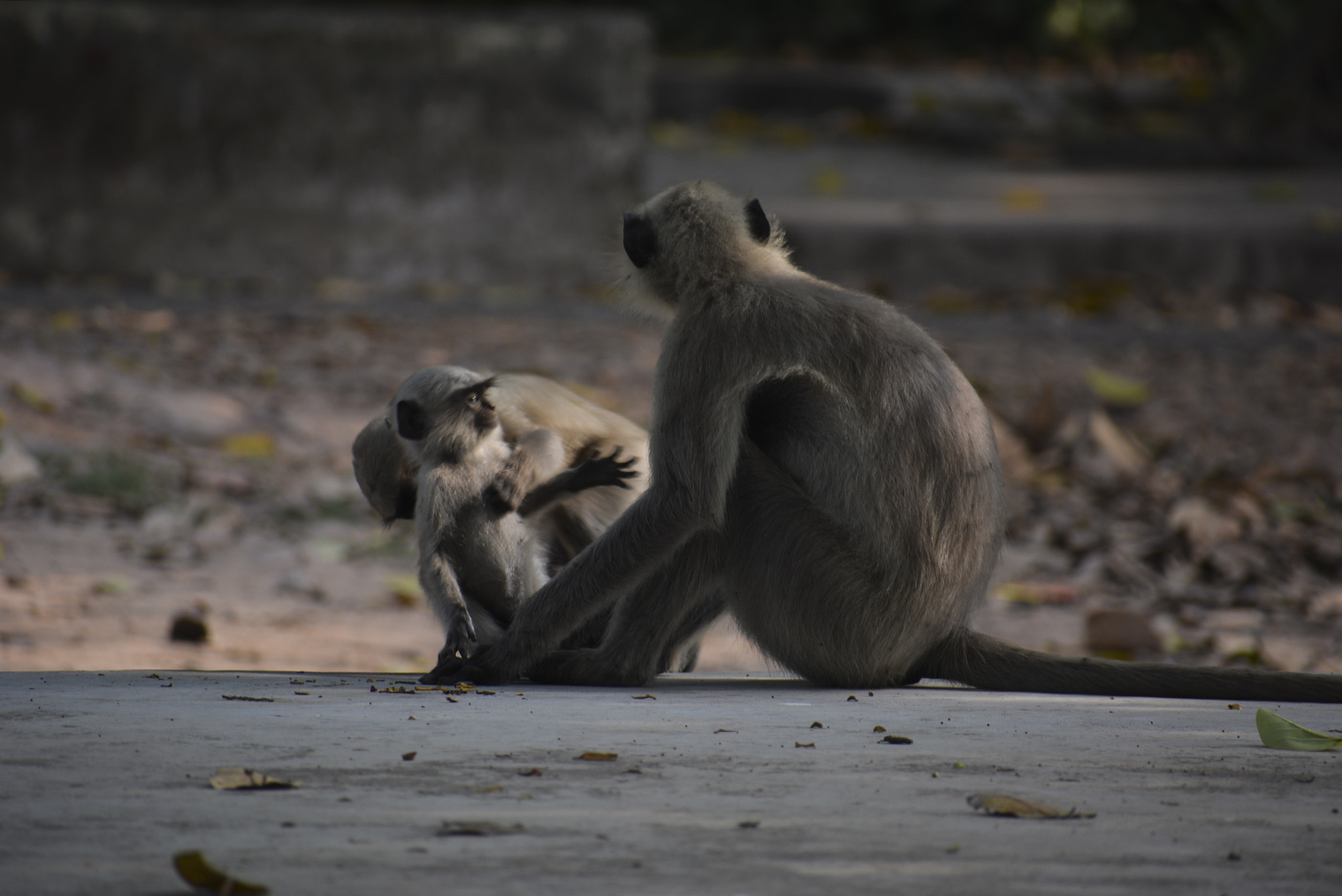 Nikon D5200 + Sigma 70-300mm F4-5.6 DG OS sample photo. Playing photography