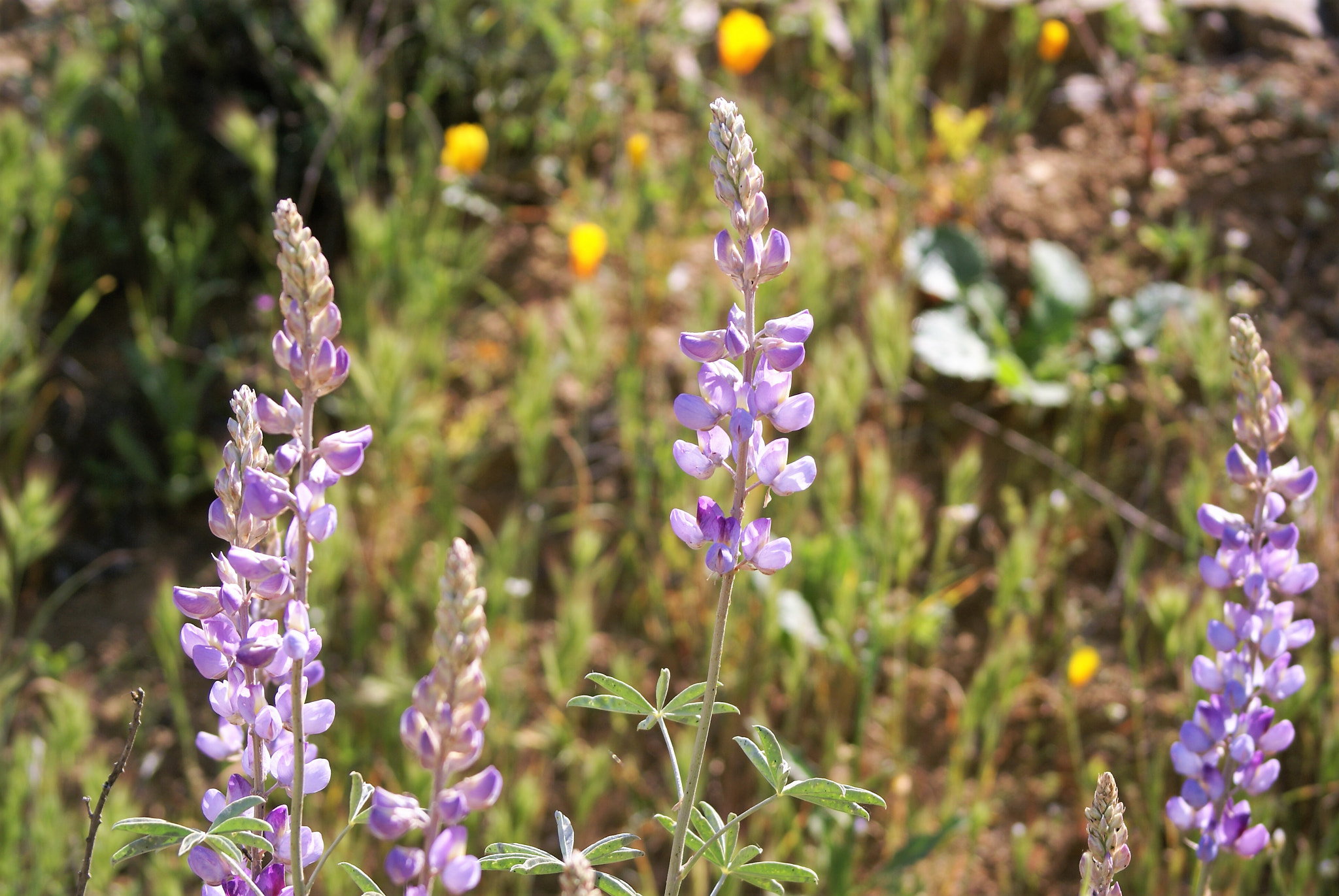 Sony 75-300mm F4.5-5.6 sample photo. Blue purple wild flower photography