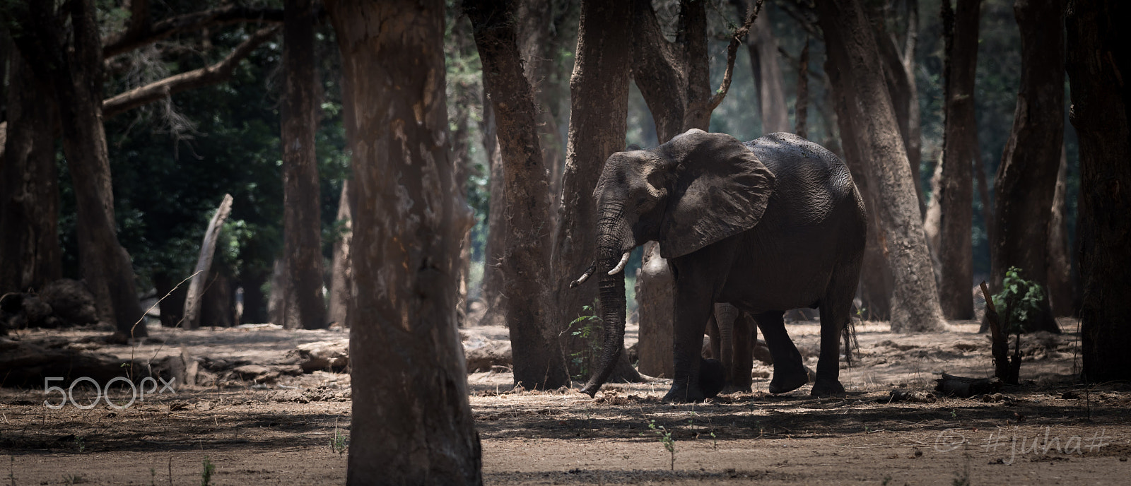 Nikon D810 sample photo. Elephant lznp zambia photography