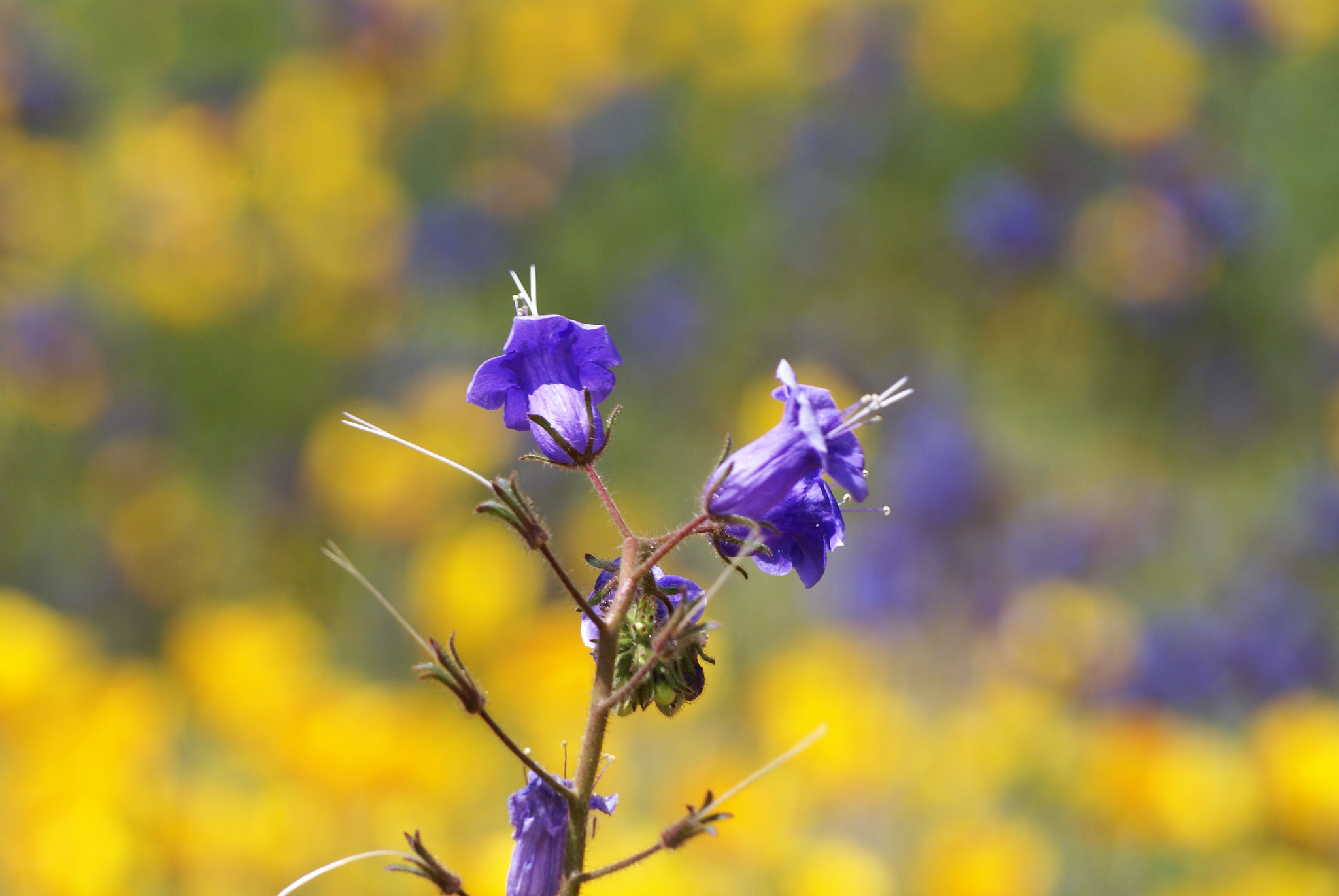 Sony 75-300mm F4.5-5.6 sample photo. Closeup look, tiny wild flower photography