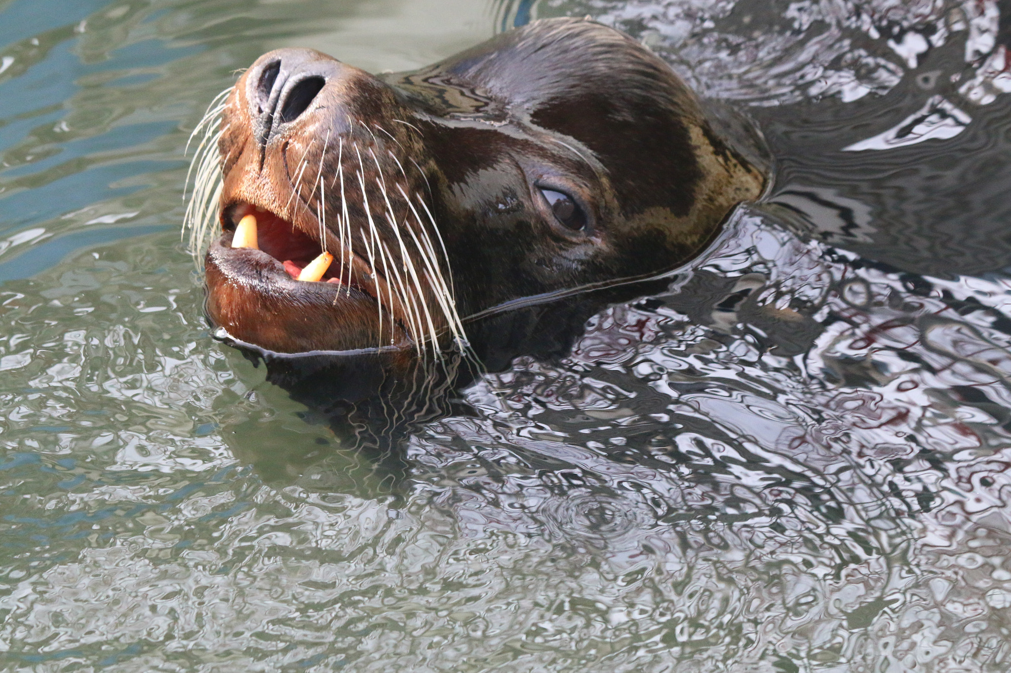 Canon EF-S 55-250mm F4-5.6 IS II sample photo. Funny seal photography