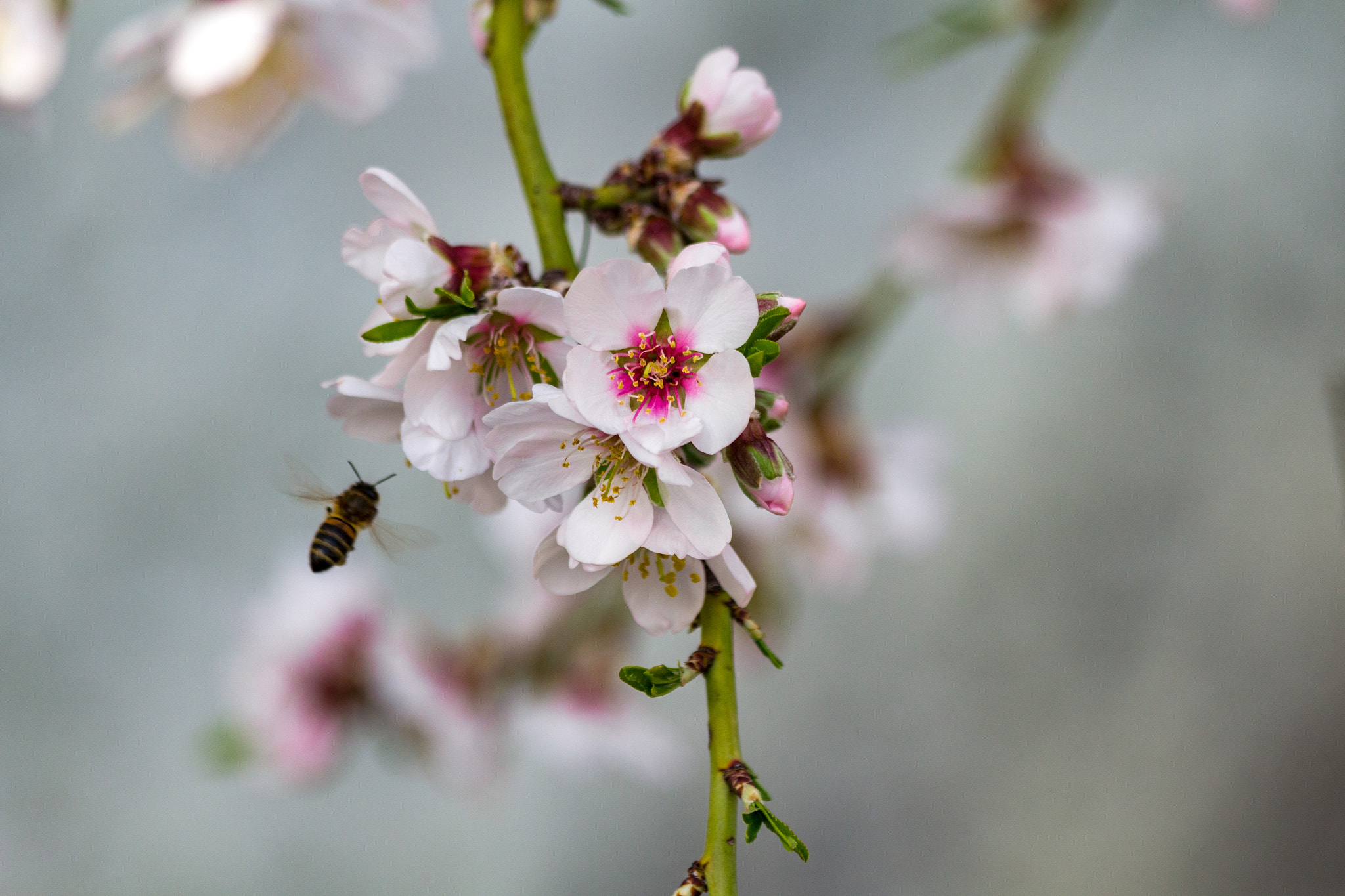 Canon EF 70-300mm F4-5.6 IS USM sample photo. Spring photography