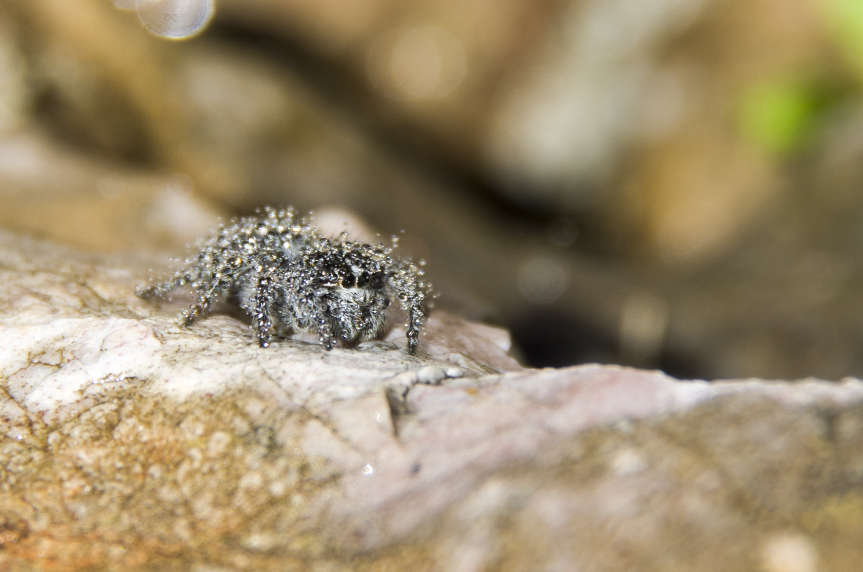 Pentax K-30 sample photo. Small grey spider with waterdrops photography