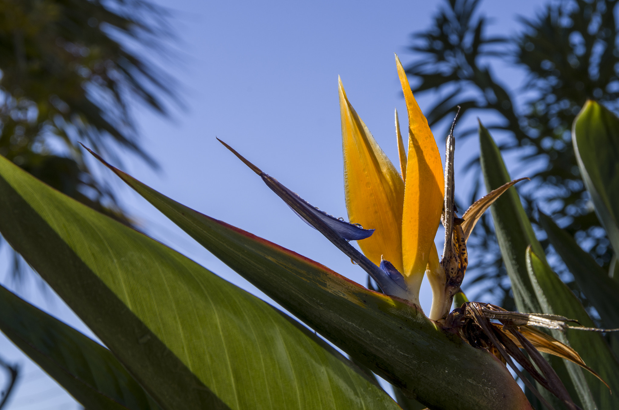 Pentax K-30 sample photo. Spring flower1 photography