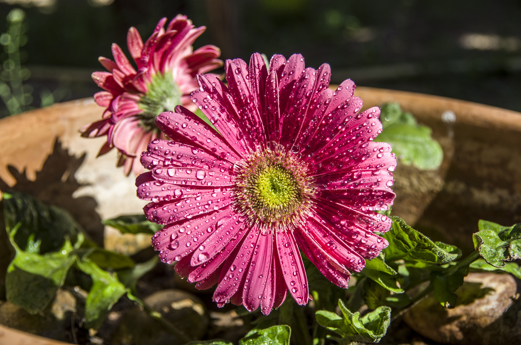 Pentax K-30 sample photo. Spring flower2 photography