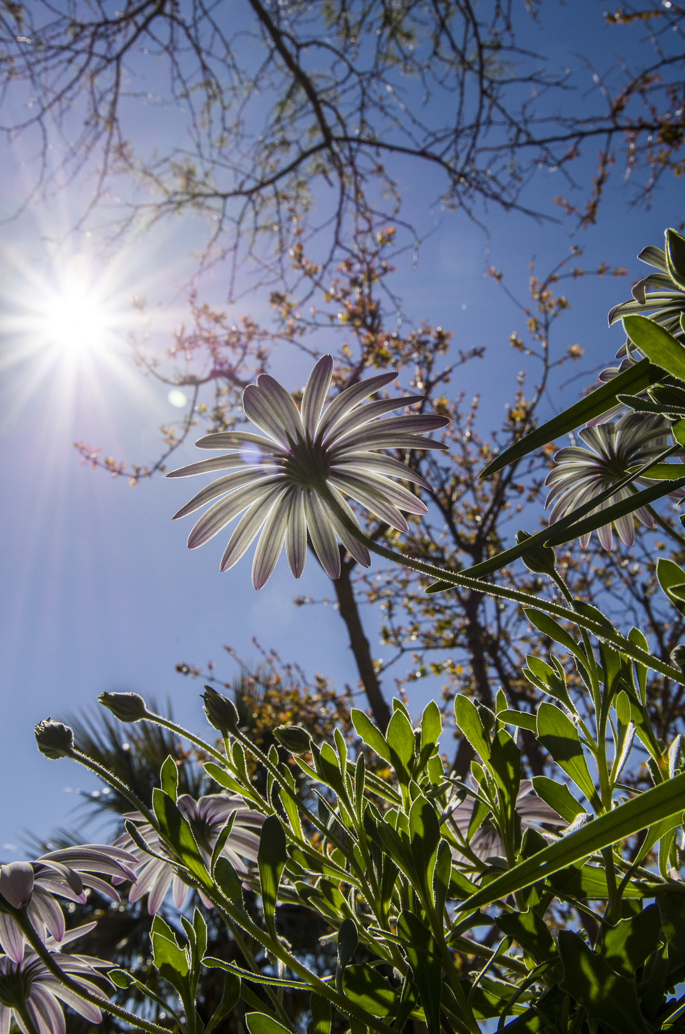 Pentax K-30 sample photo. Spring flowers1 photography