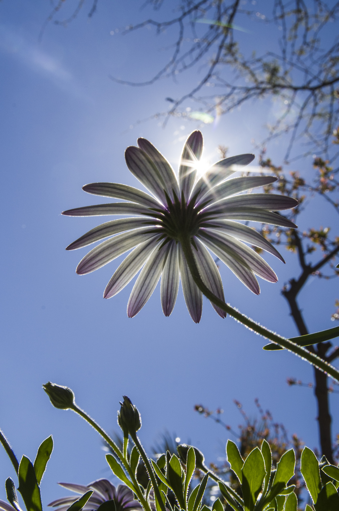 Pentax K-30 sample photo. Spring flowers2 photography