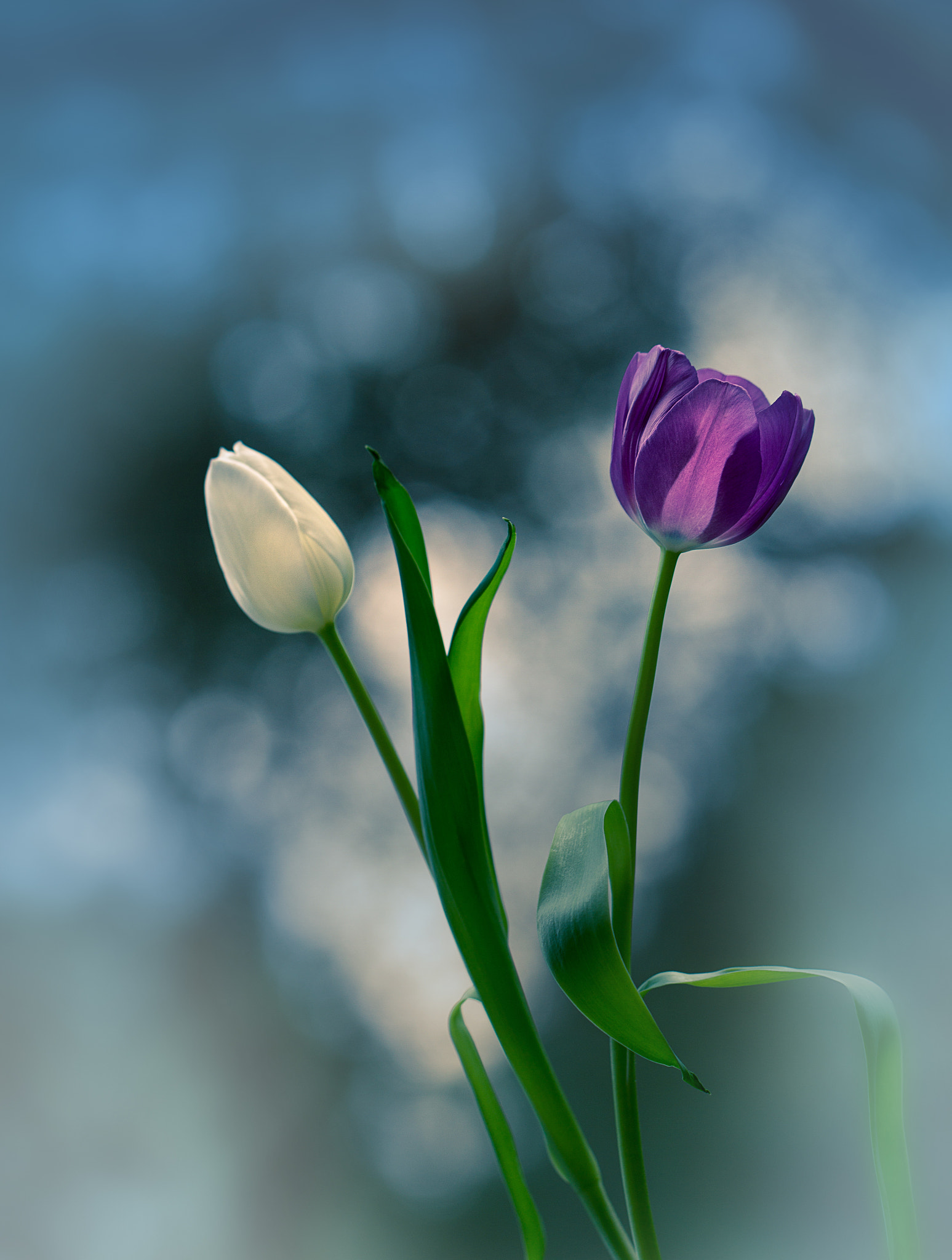 Canon EF 100mm F2.8L Macro IS USM sample photo. Tulip bokeh photography