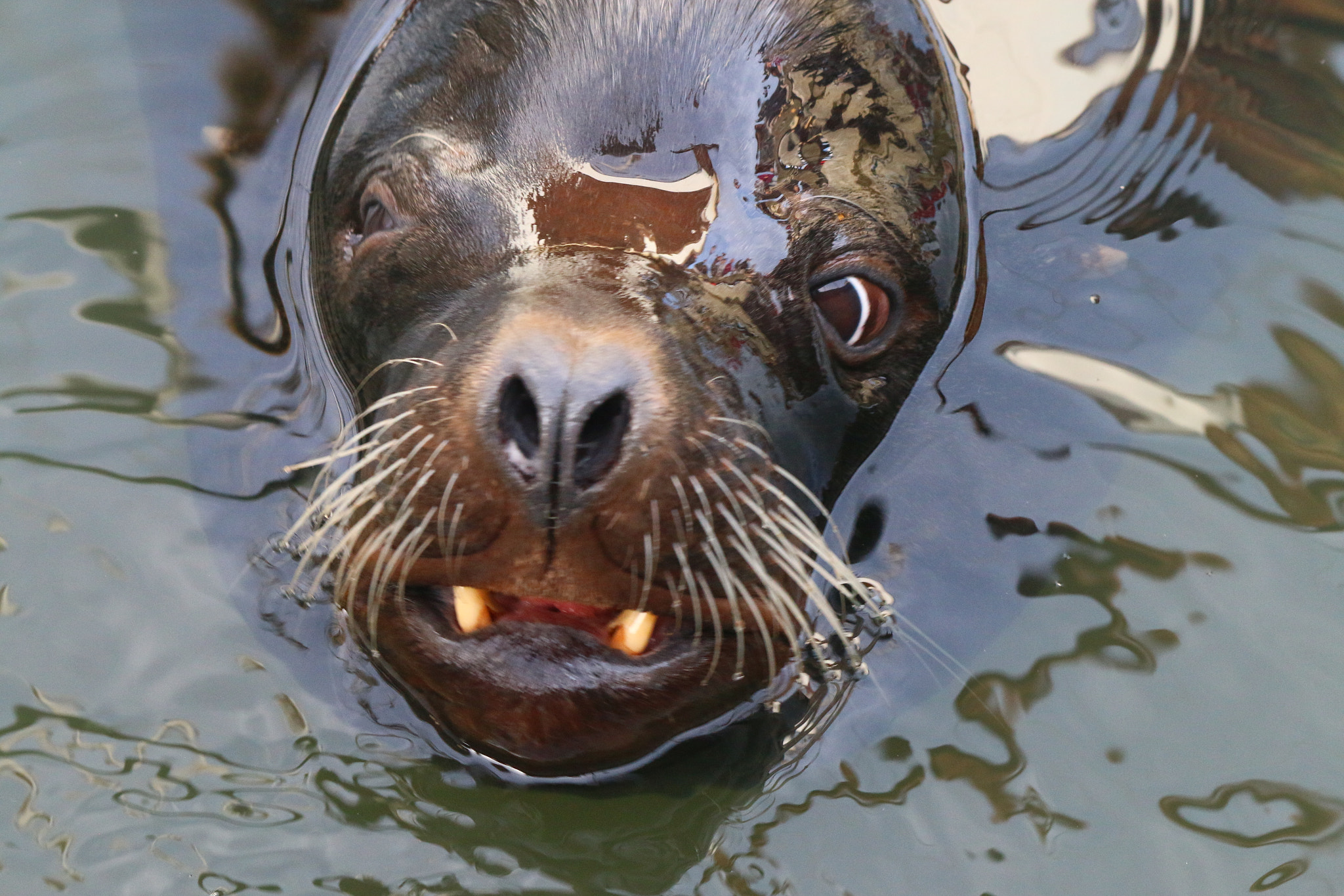 Canon EF-S 55-250mm F4-5.6 IS II sample photo. Funny face photography