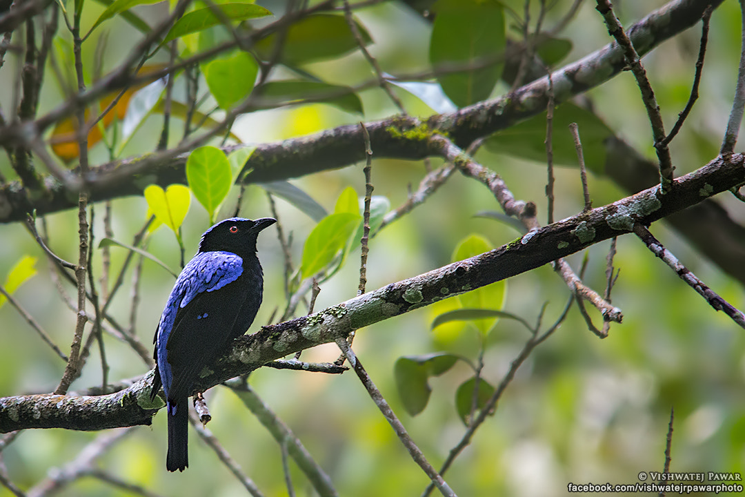 Sigma 150-500mm F5-6.3 DG OS HSM sample photo. Asian fairy bluebird photography