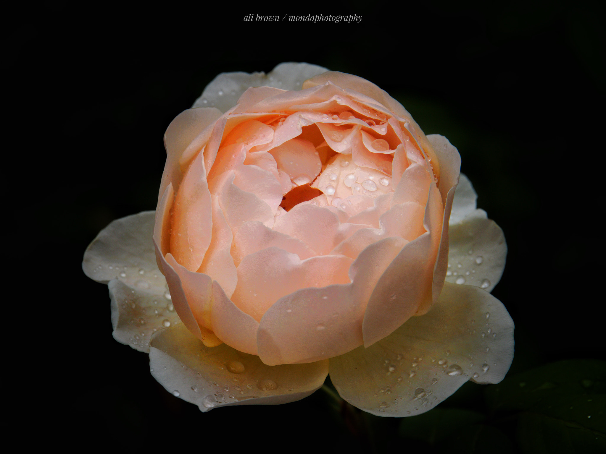 Olympus OM-D E-M5 sample photo. Dew drops photography