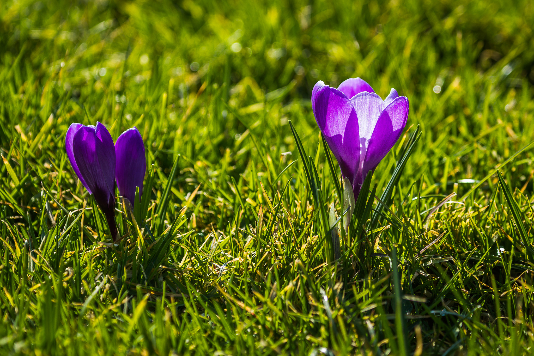 Canon EF 100-400mm F4.5-5.6L IS USM sample photo. Krokusse ii photography