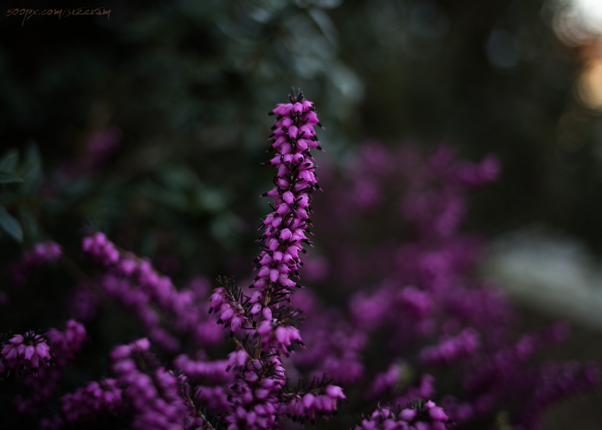 Canon EF 35mm F2 IS USM sample photo. Another roadside beauty! photography