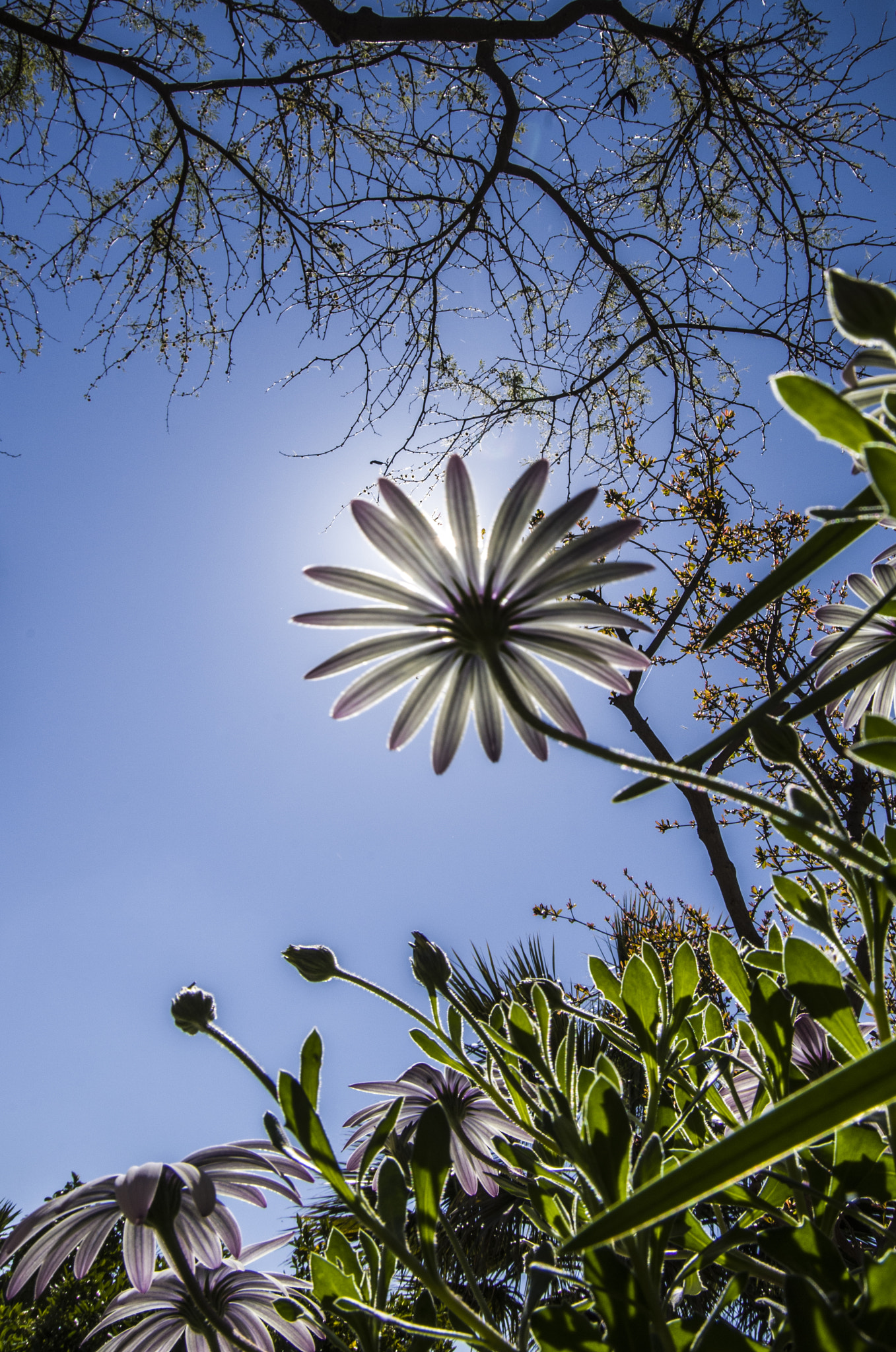 Pentax K-30 sample photo. Spring flowers3 photography