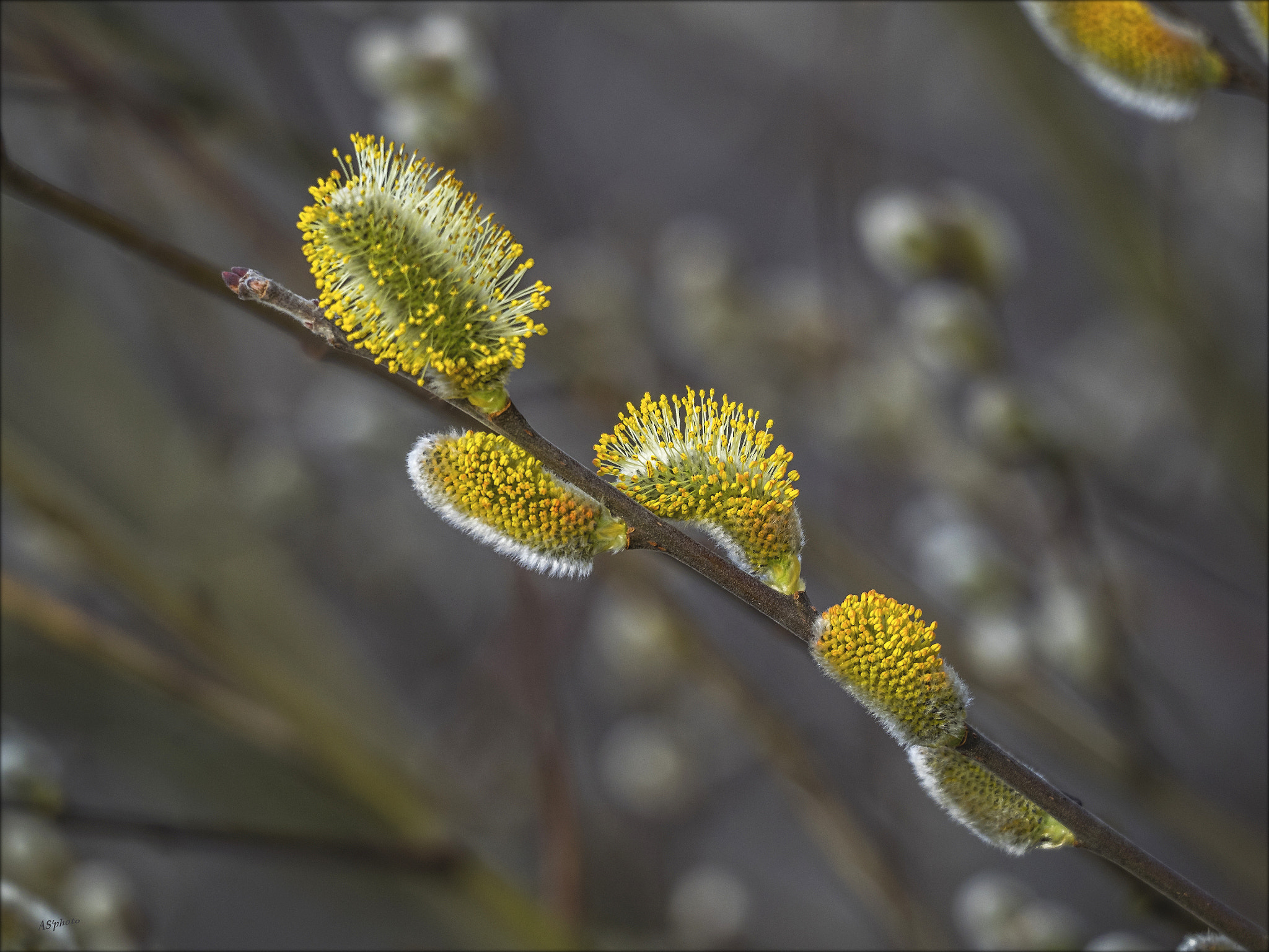 Olympus OM-D E-M1 sample photo. Salix caprea - second stage photography