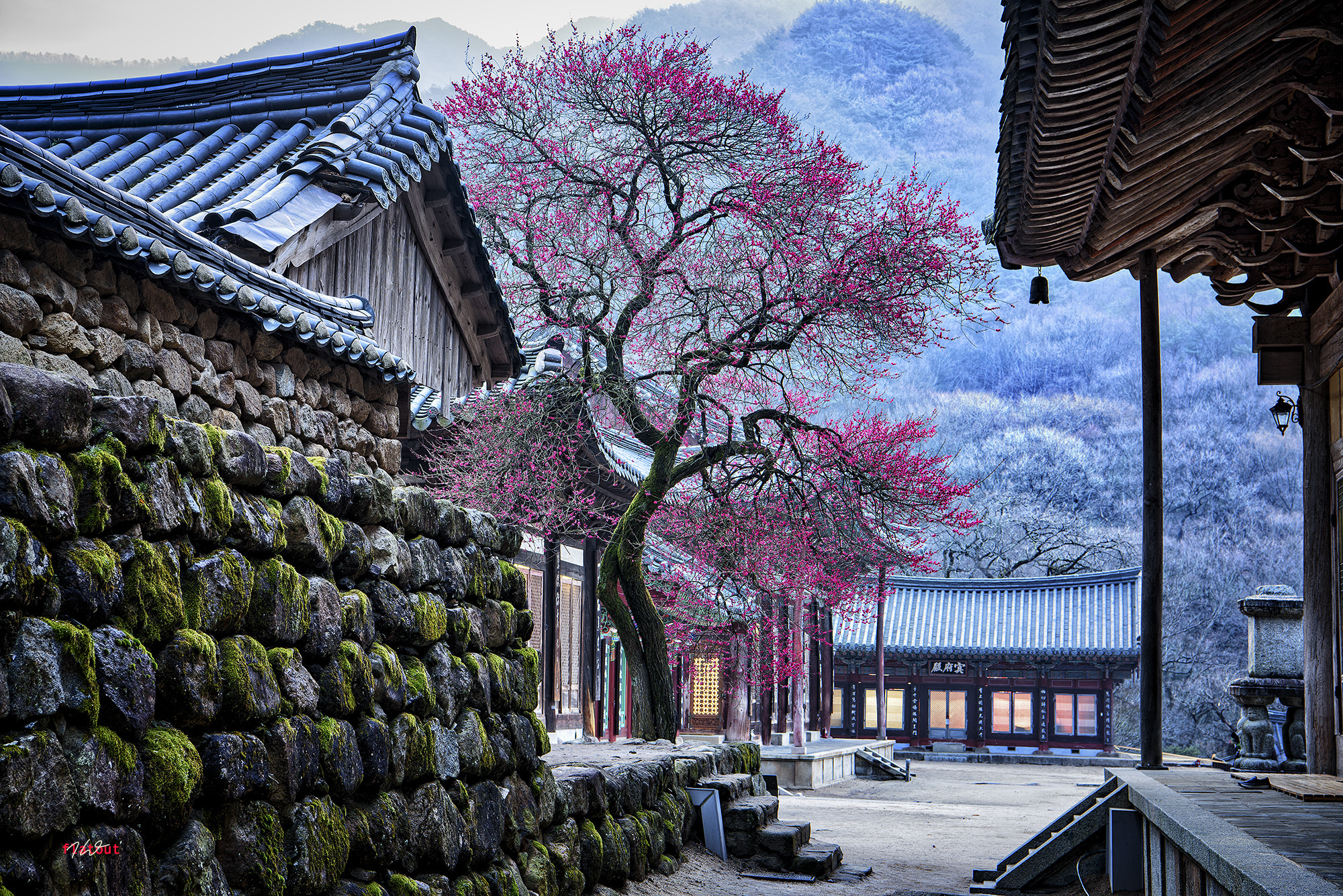 Nikon AF-S Nikkor 24-70mm F2.8E ED VR sample photo. 화엄사, 흑매 photography
