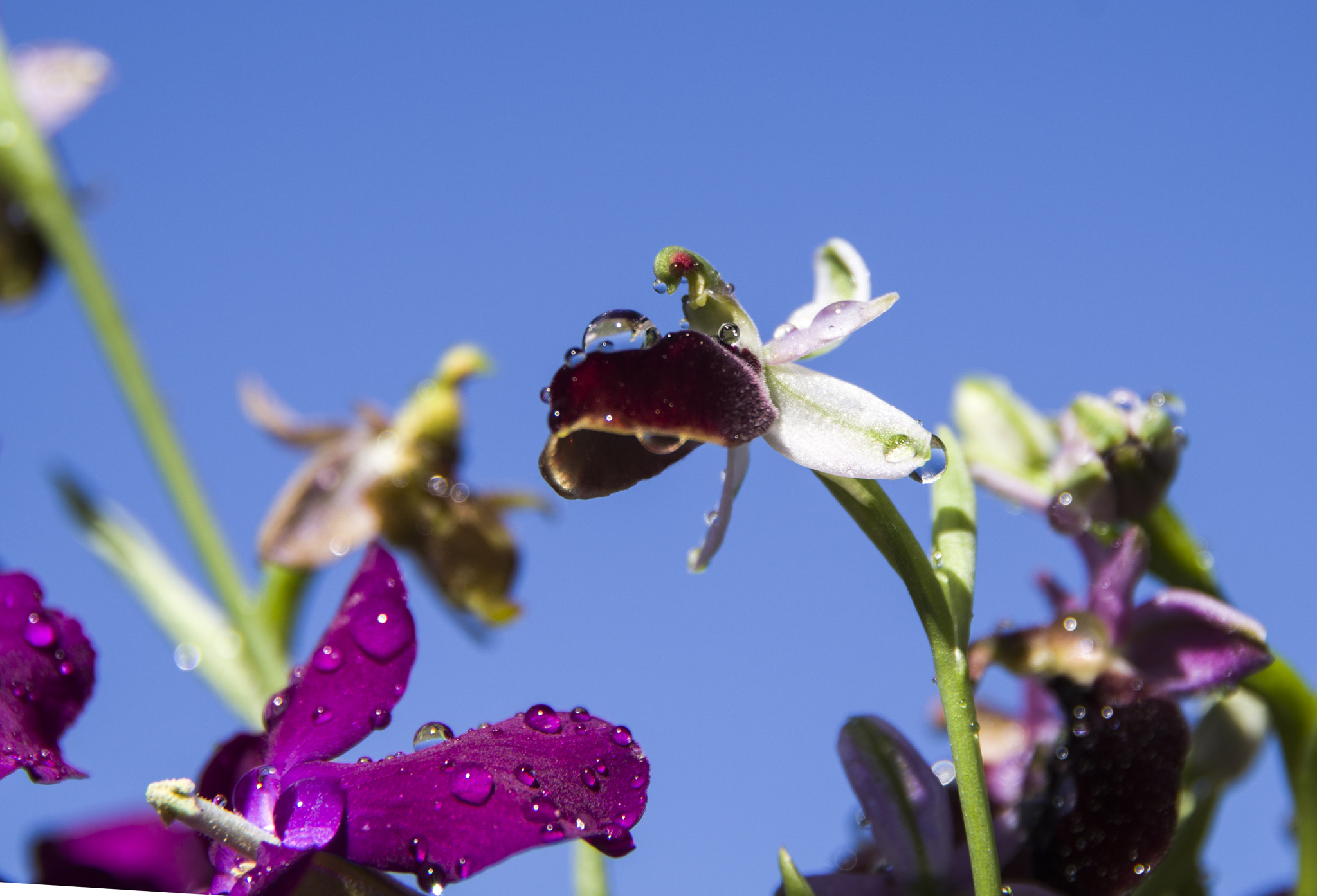 Pentax K-30 sample photo. Wild orchid photography