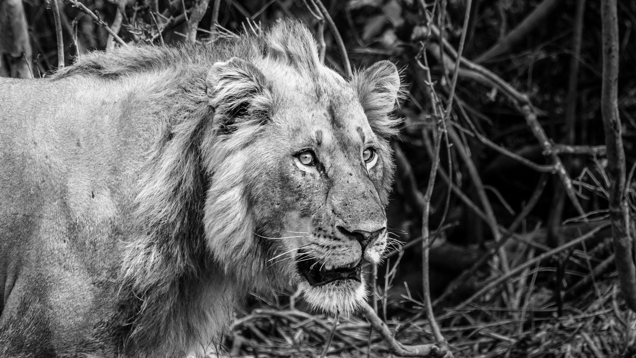 Pentax K-5 II sample photo. Young lion photography