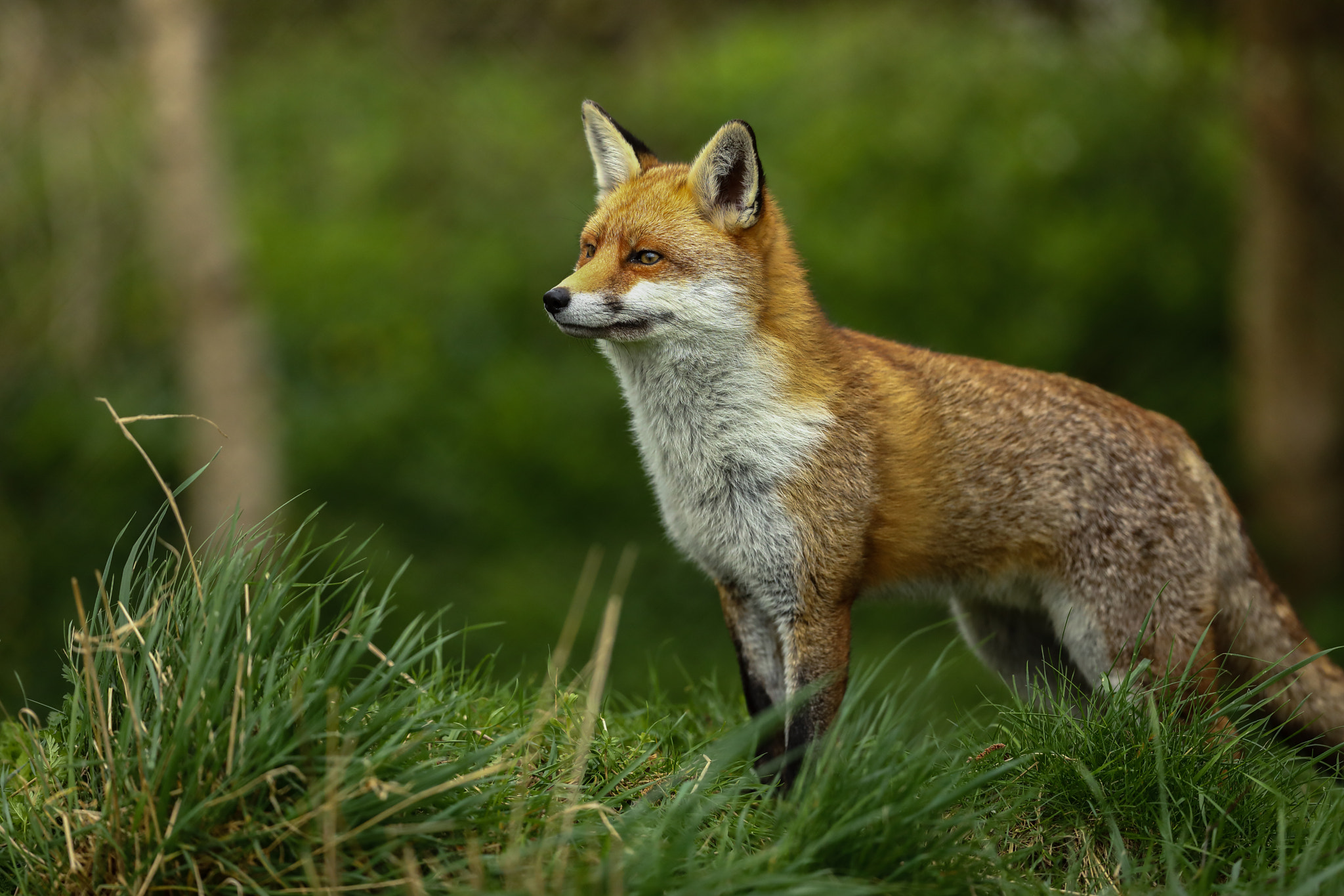 Canon EOS 5D Mark IV + Canon EF 300mm F2.8L IS II USM sample photo. Red fox on the look out photography