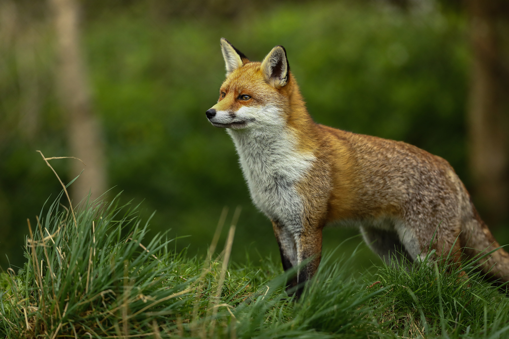 Canon EF 300mm F2.8L IS II USM sample photo. Red fox on the look out photography