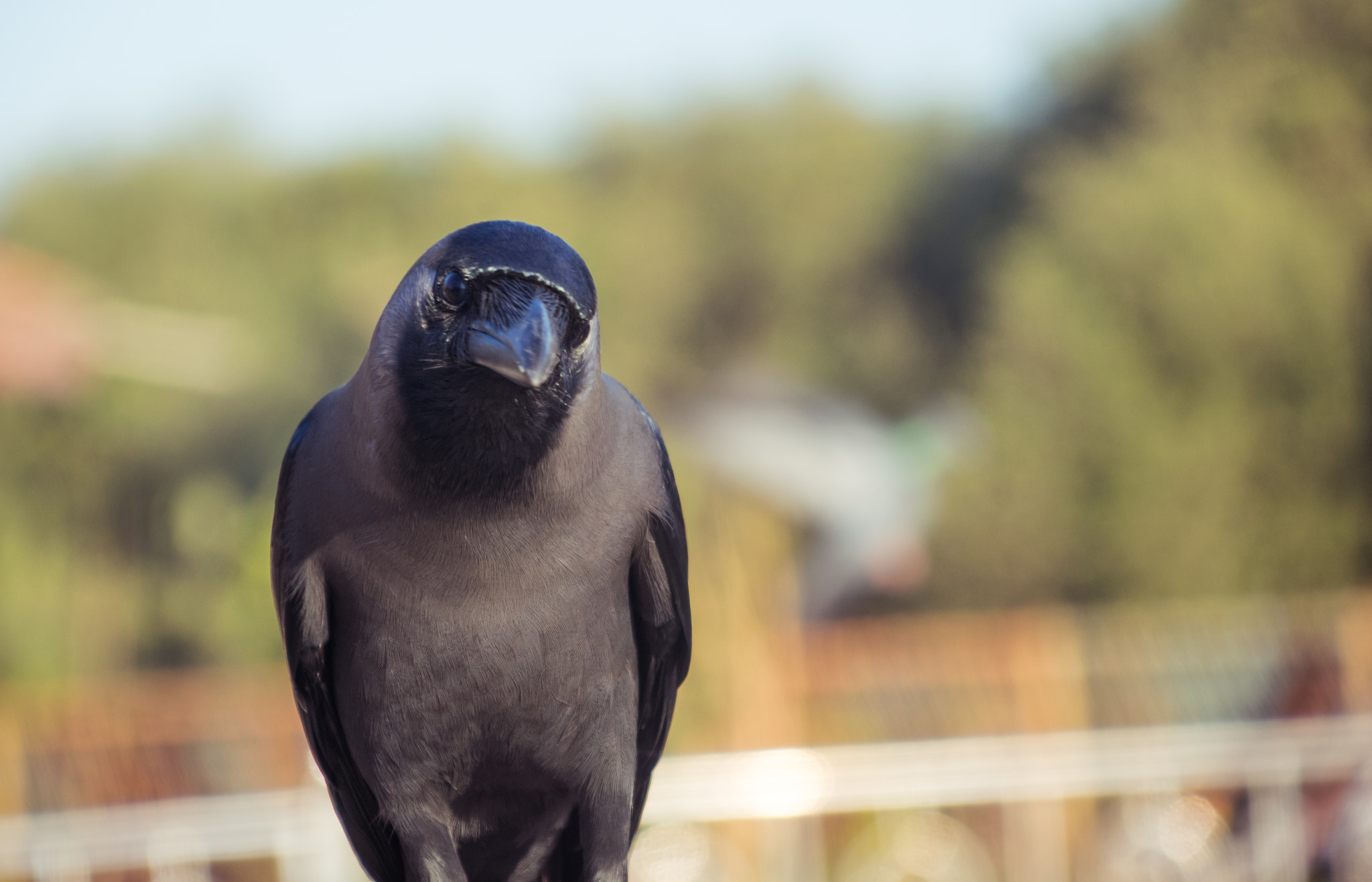Sigma 28-300mm F3.5-6.3 DG Macro sample photo. Crow photography