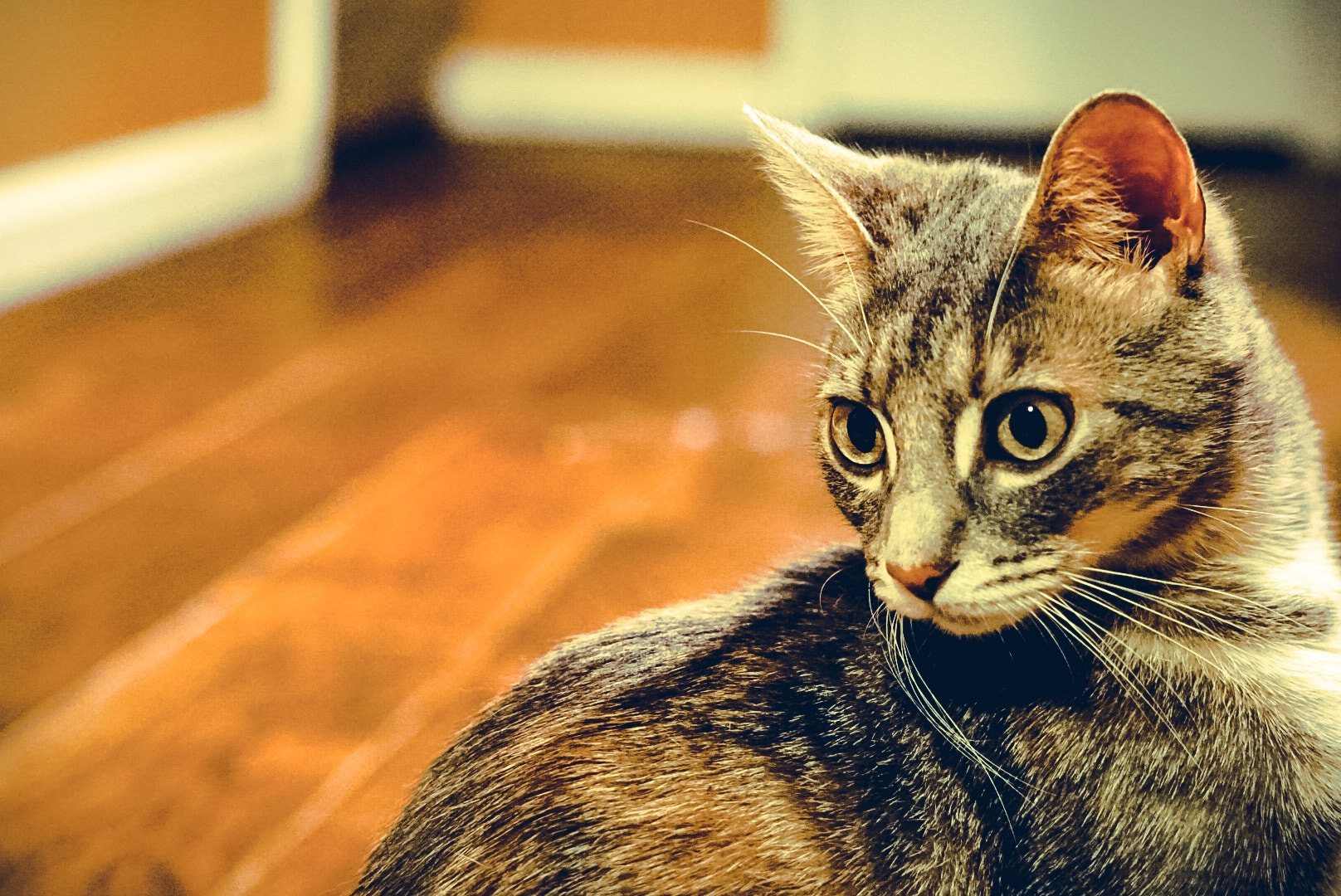 Sony FE 50mm F1.8 sample photo. Feline friend photography