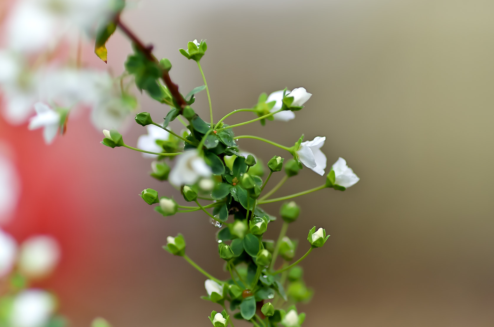 Pentax K-50 + Pentax smc D-FA 100mm F2.8 Macro WR sample photo. 雪柳 photography