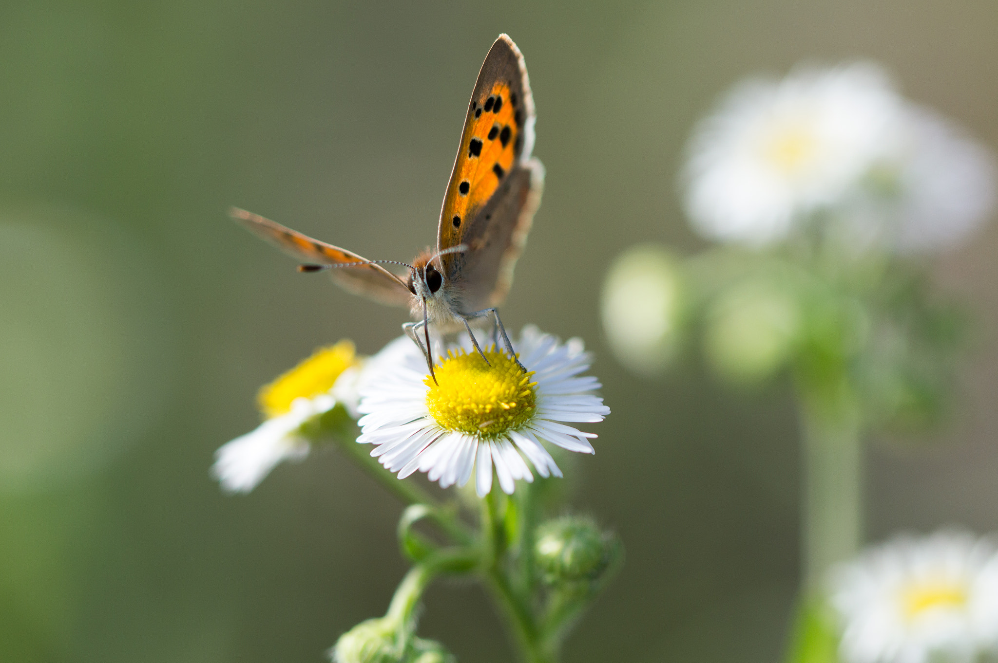 Nikon D3200 sample photo. Summer dream photography