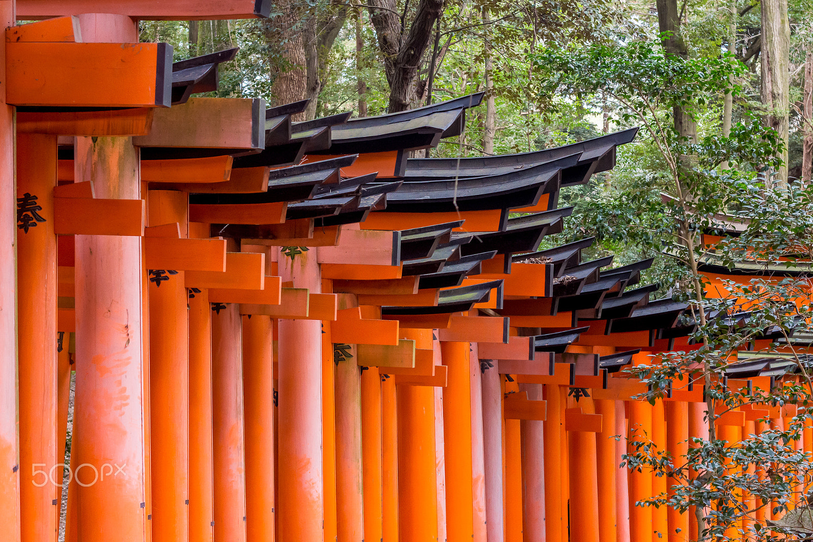 Canon EOS 650D (EOS Rebel T4i / EOS Kiss X6i) + Canon EF 50mm F1.8 II sample photo. Fushimi inari-taisa 2 photography