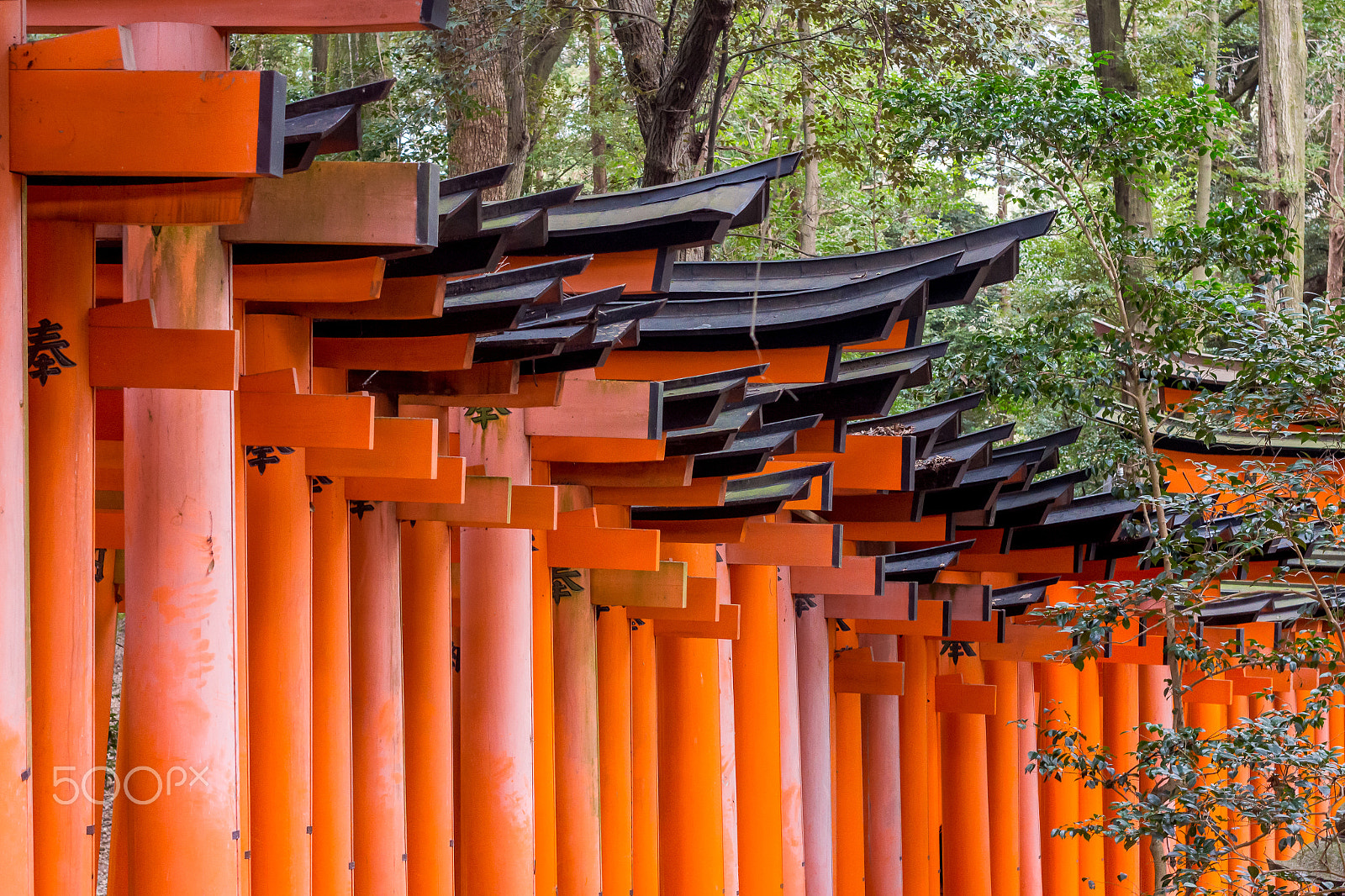 Canon EOS 650D (EOS Rebel T4i / EOS Kiss X6i) sample photo. Fushimi inari-taisa 2 photography