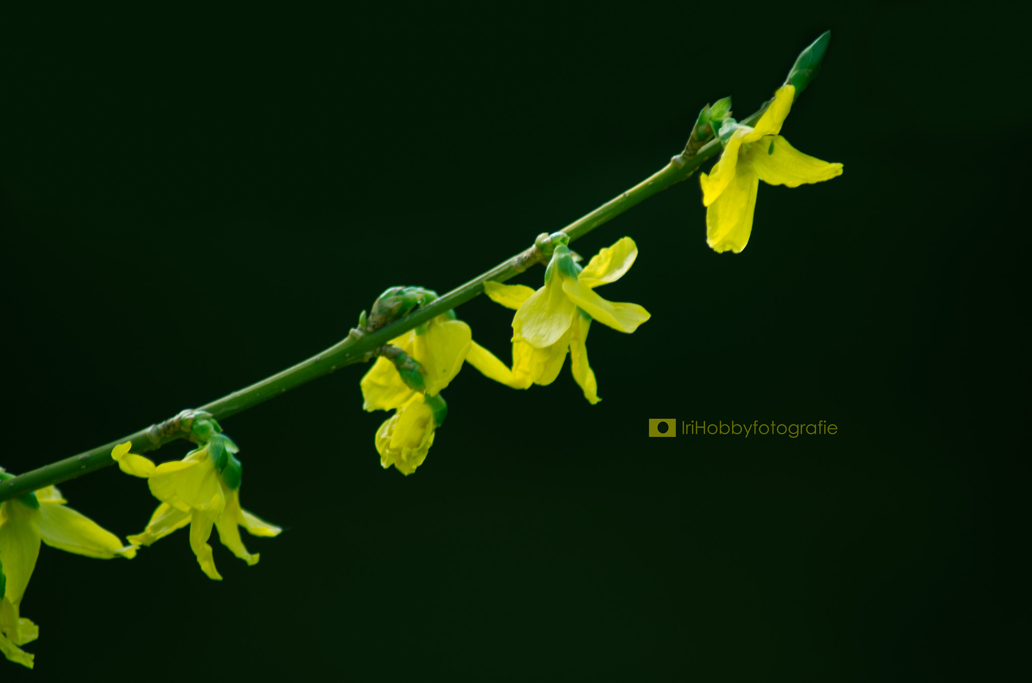 Tamron AF 70-300mm F4-5.6 LD Macro 1:2 sample photo. Spring photography