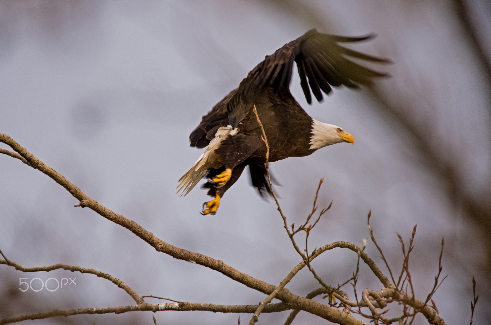 Sigma 150-600mm F5-6.3 DG OS HSM | C sample photo. Take off photography