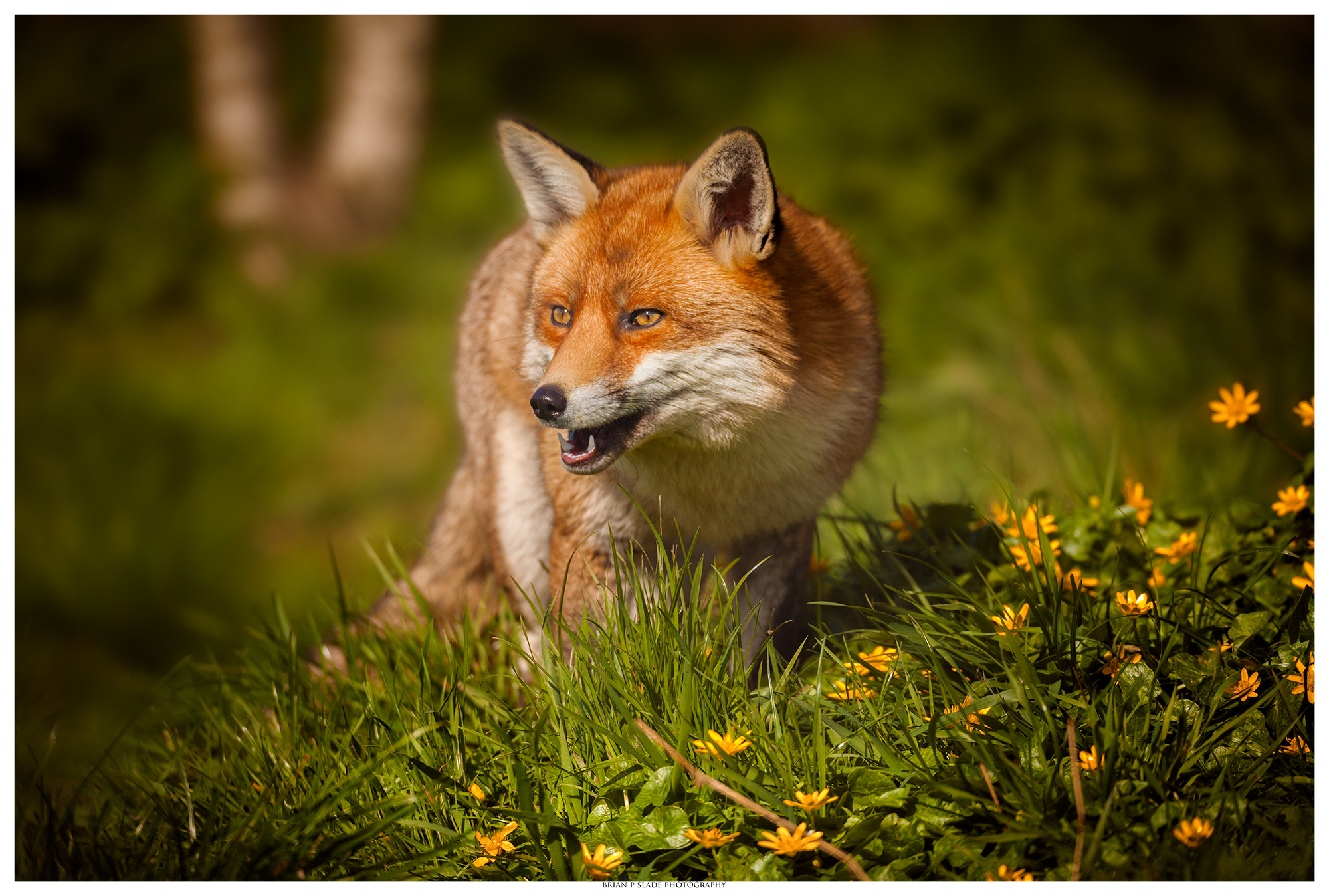Canon EOS 5D Mark II sample photo. Uk wildlife - the fox in portrait photography
