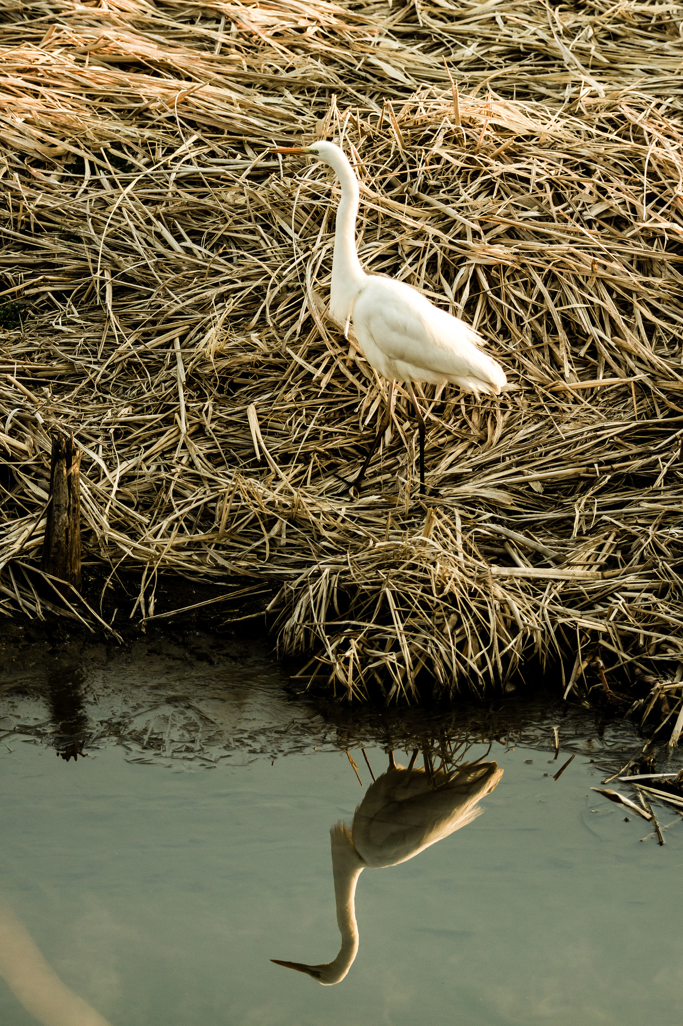 Pentax K-3 sample photo. ** photography