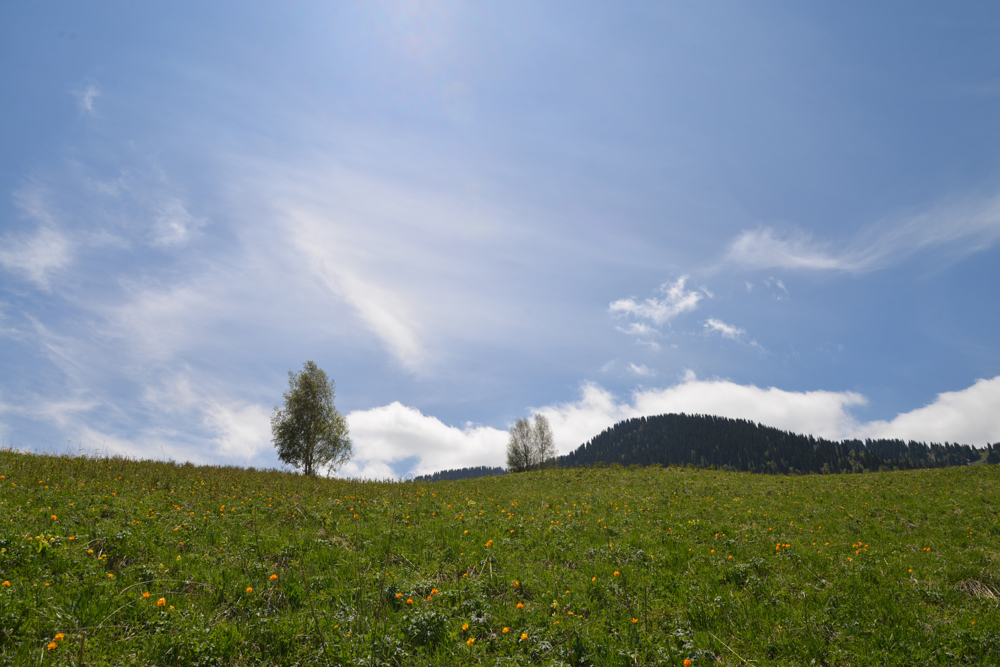 Nikon D600 sample photo. 山，树 photography