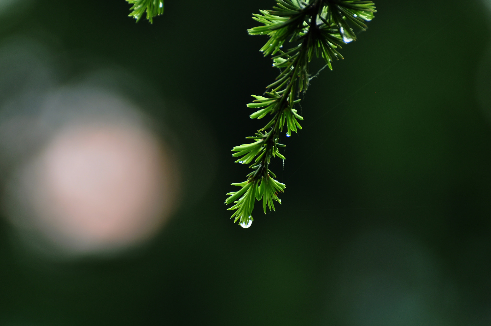 Nikon D90 sample photo. Depth of field serie photography