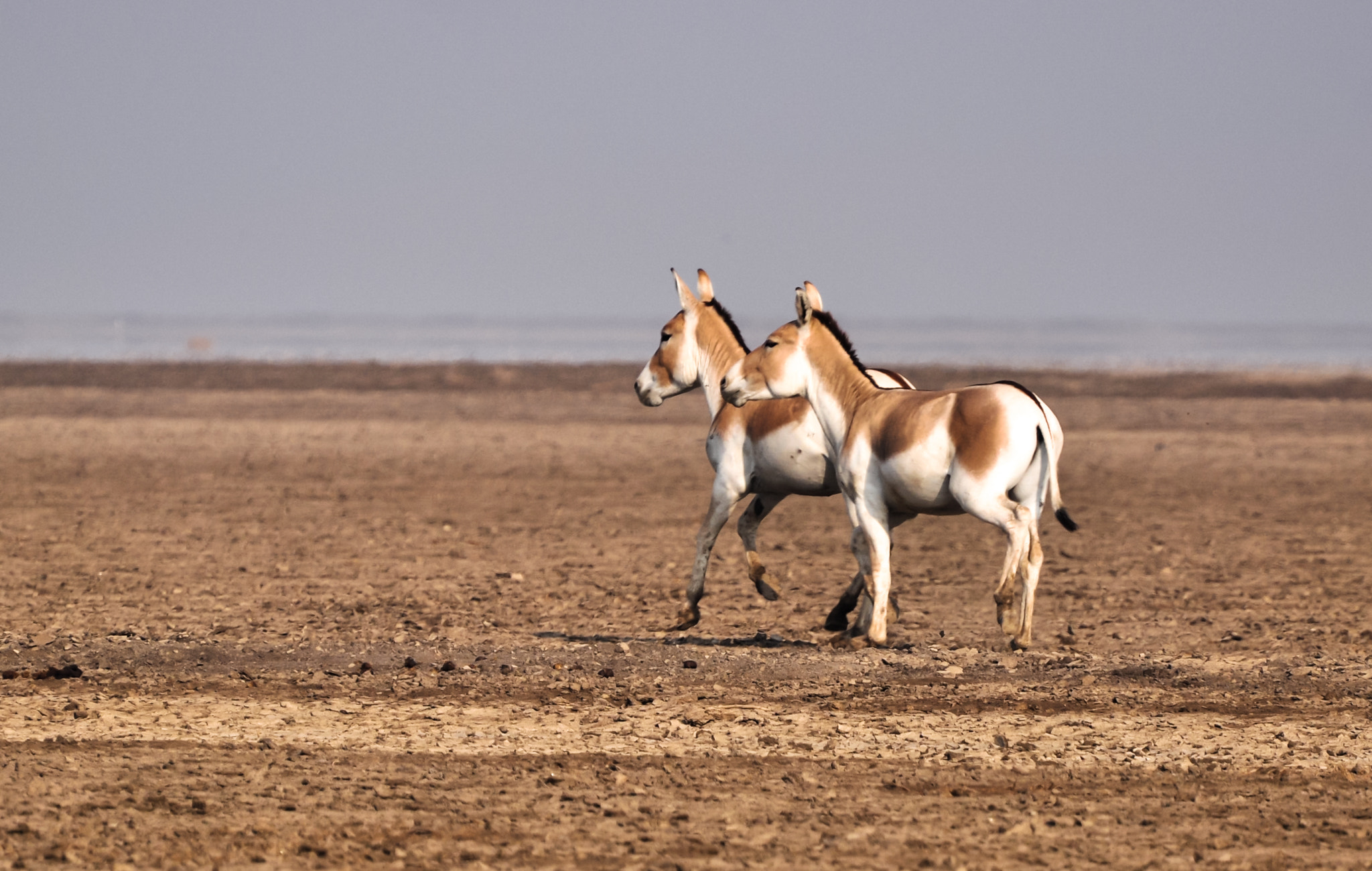 Nikon D90 sample photo. Indian wild ass photography