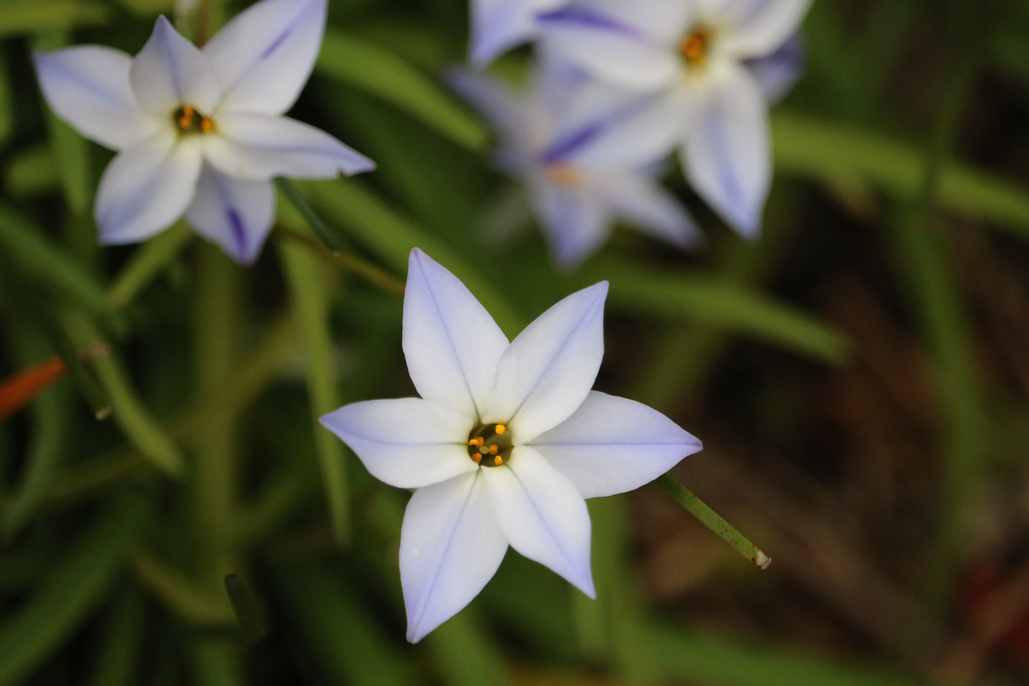 Canon EOS 750D (EOS Rebel T6i / EOS Kiss X8i) + Canon EF-S 55-250mm F4-5.6 IS STM sample photo. Flower photography