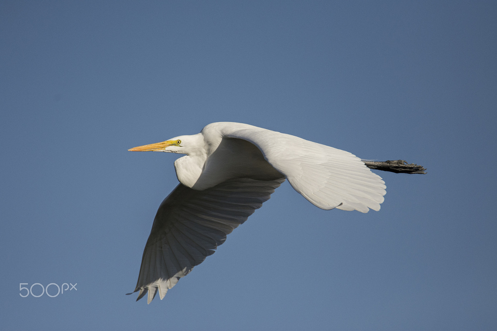 Nikon D7200 sample photo. A snowy egret inflight photography