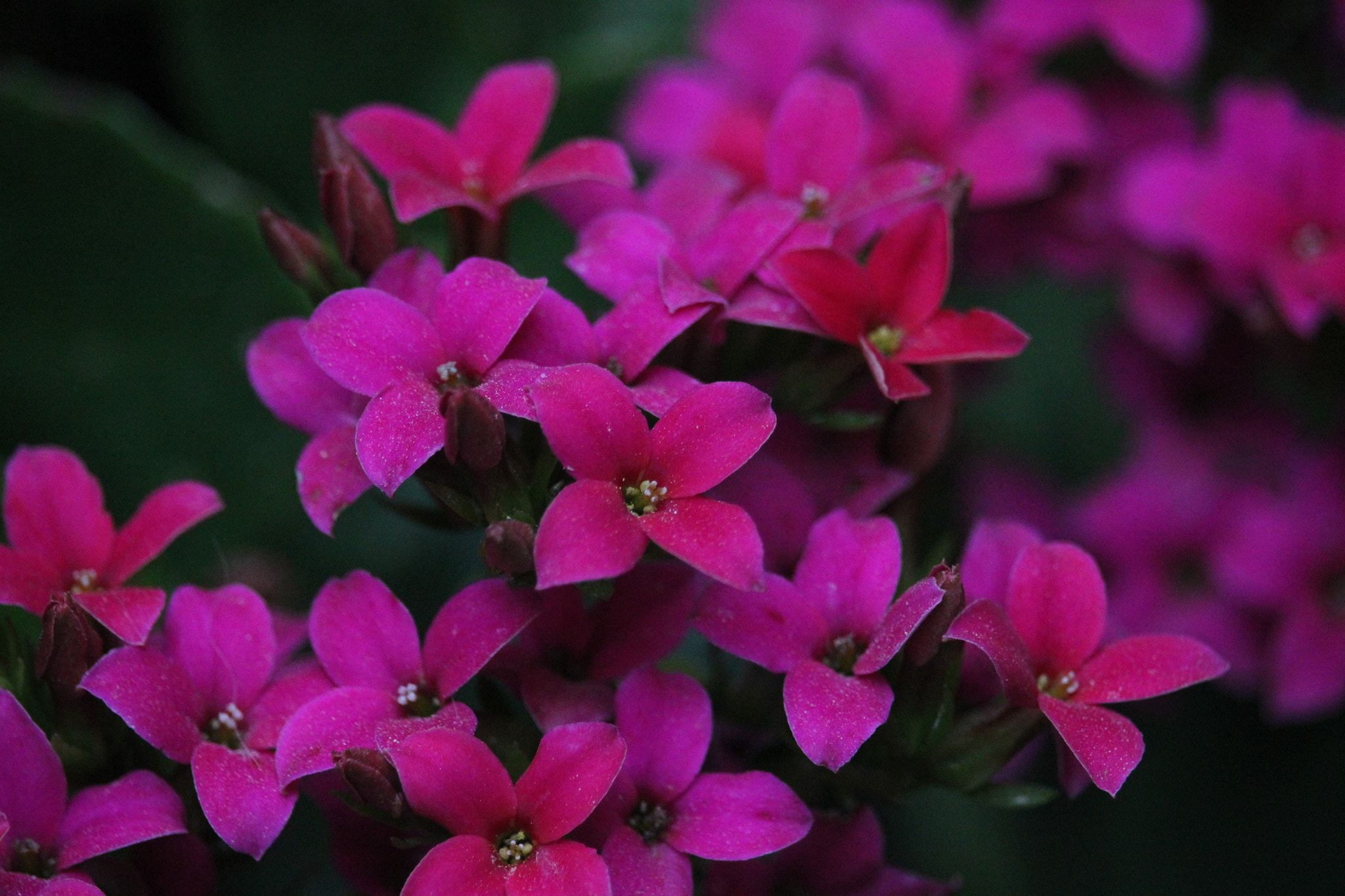 Canon EF-S 55-250mm F4-5.6 IS STM sample photo. Serenity photography