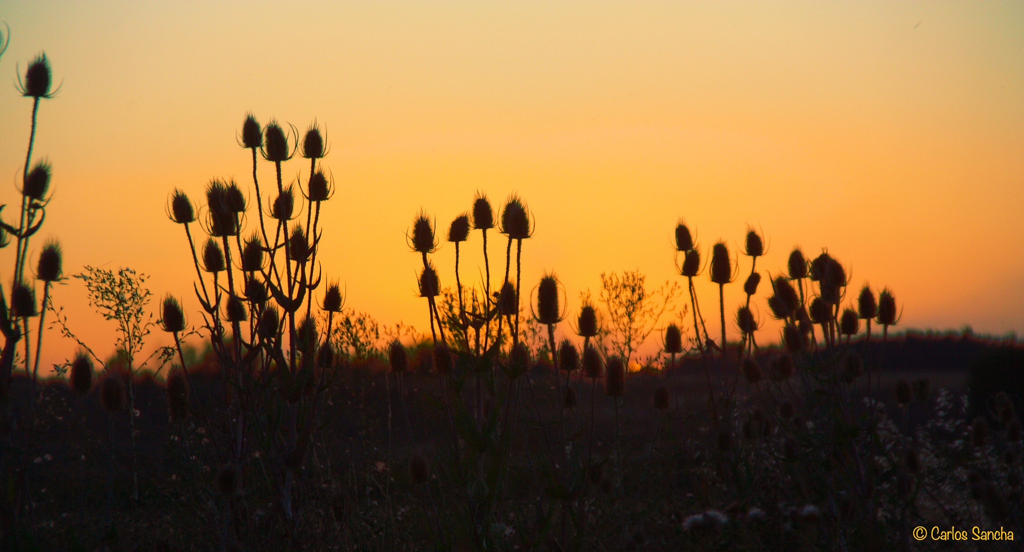 Sigma 18-250mm F3.5-6.3 DC OS HSM sample photo. Horizonte photography