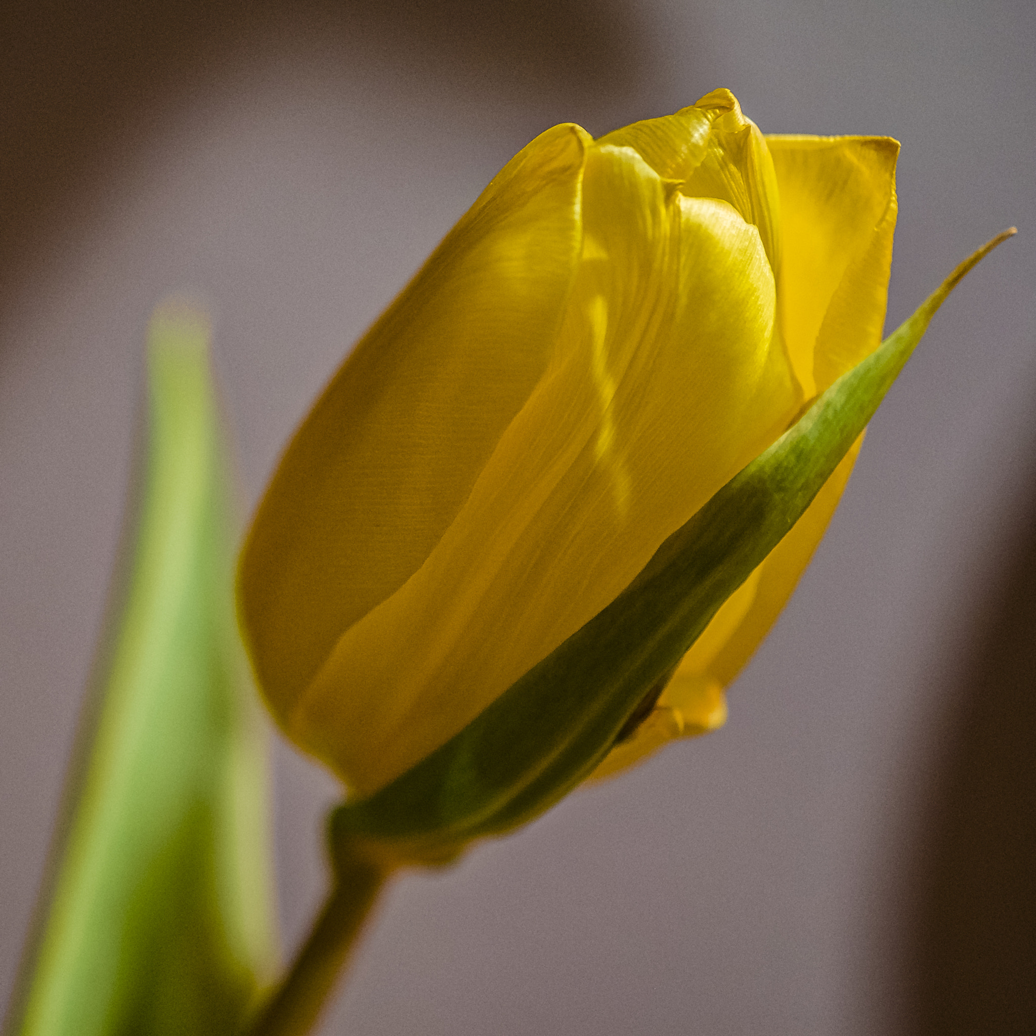 Fujifilm X-Pro1 + Fujifilm XF 60mm F2.4 R Macro sample photo. Yellow tulip photography