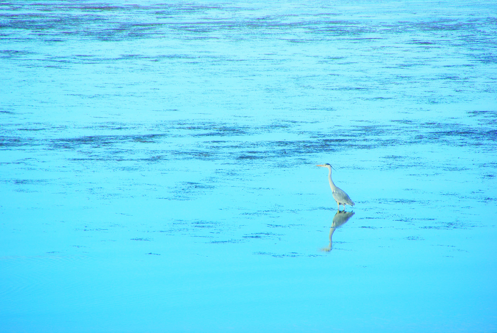 Pentax K10D + Tamron AF 18-250mm F3.5-6.3 Di II LD Aspherical (IF) Macro sample photo. The color of the water surface is the color of the sky photography