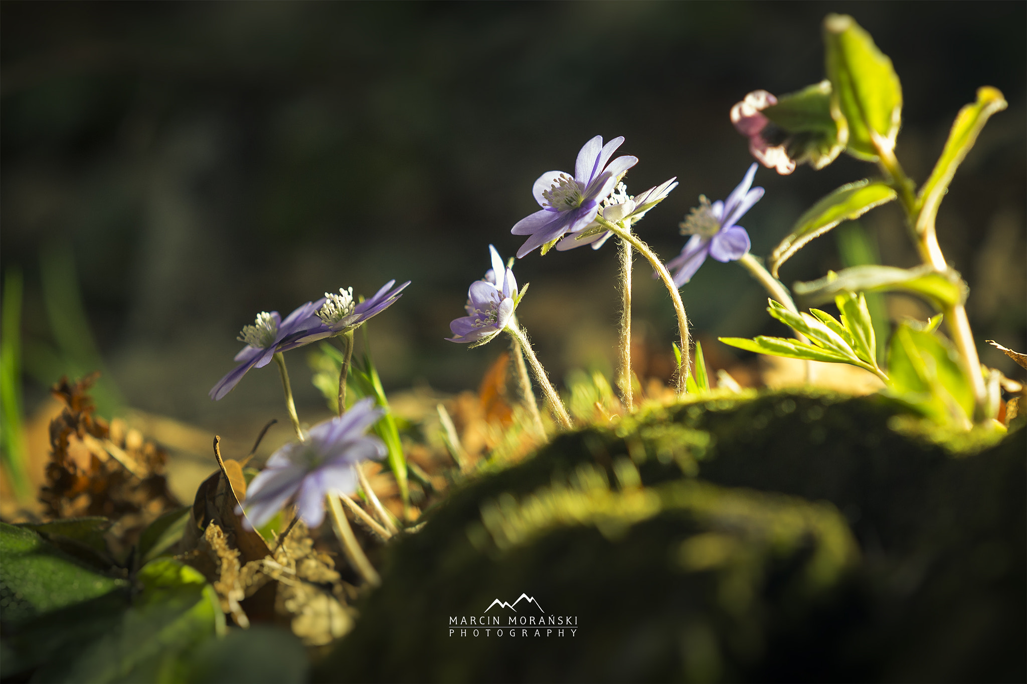 Canon EF 70-200mm F2.8L USM sample photo. Hepatica forest photography